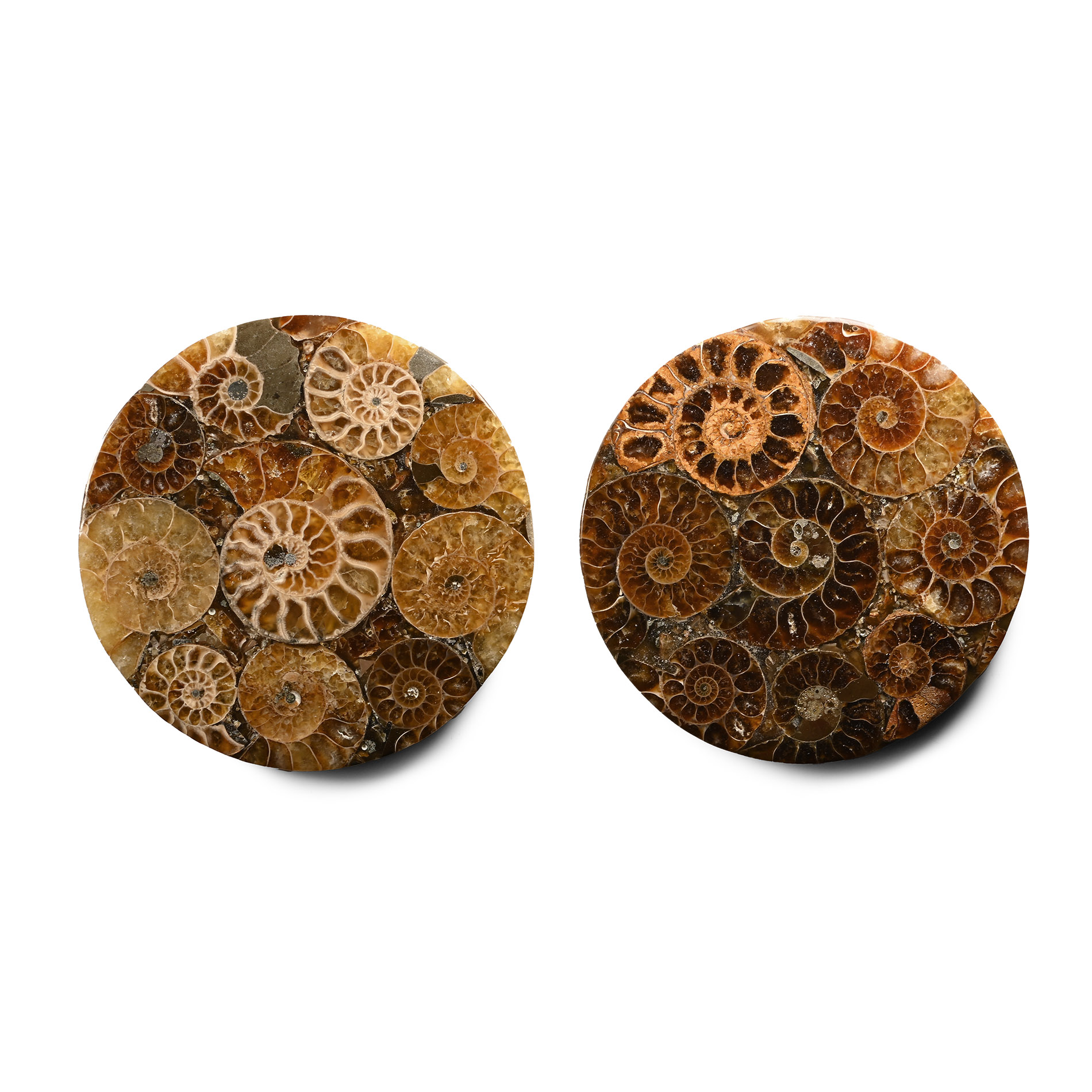 Polished Fossil Ammonite Coaster Pair