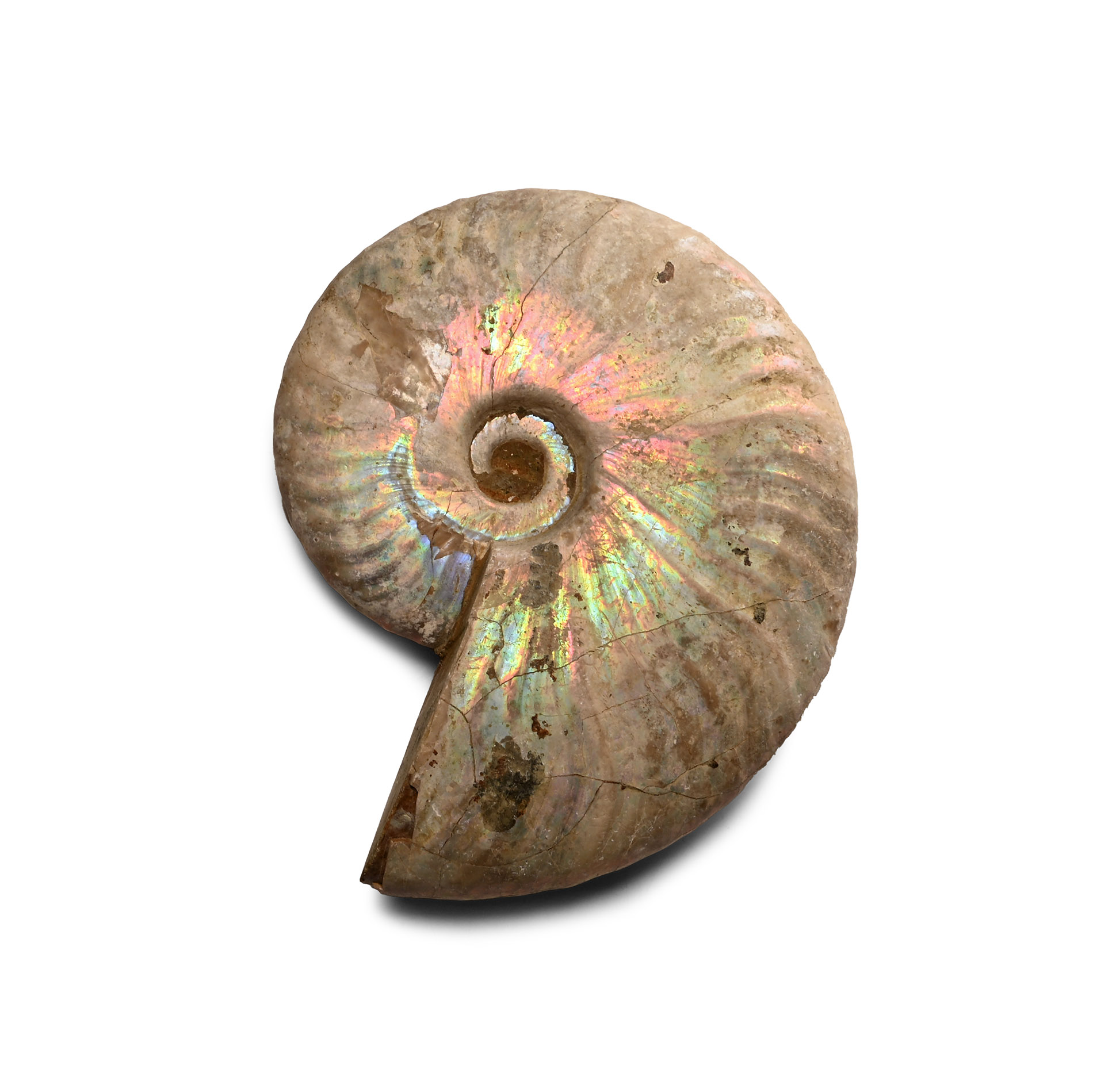 Iridescent Fossil Cleoniceras Ammonite