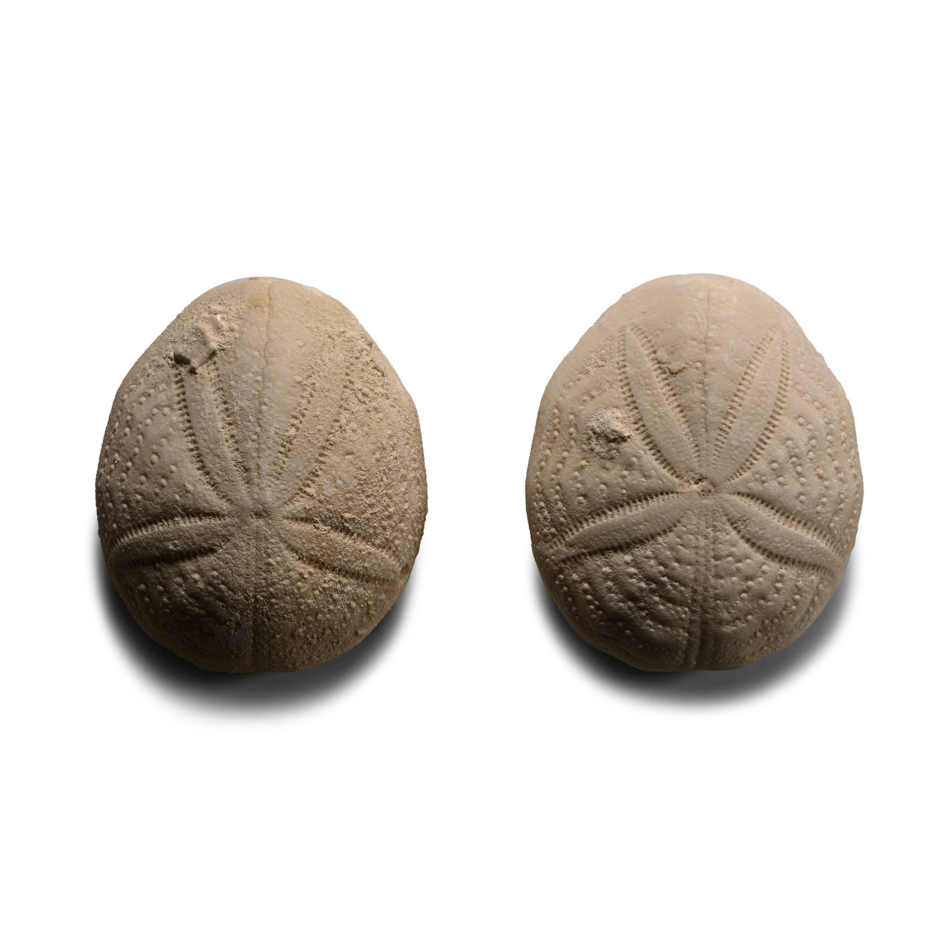 Fossil Sea Urchin Pair