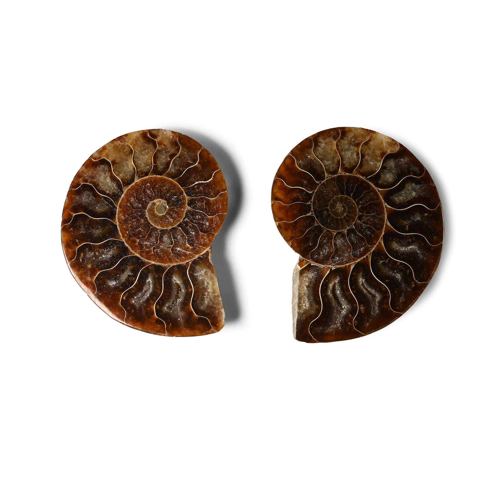 Cut and Polished Fossil Ammonite