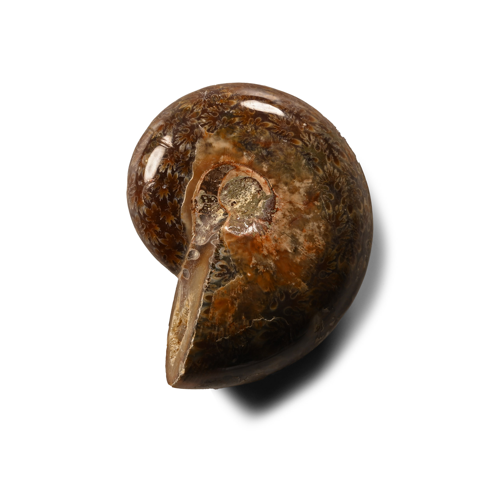 Polished Fossil Cleoniceras Ammonite
