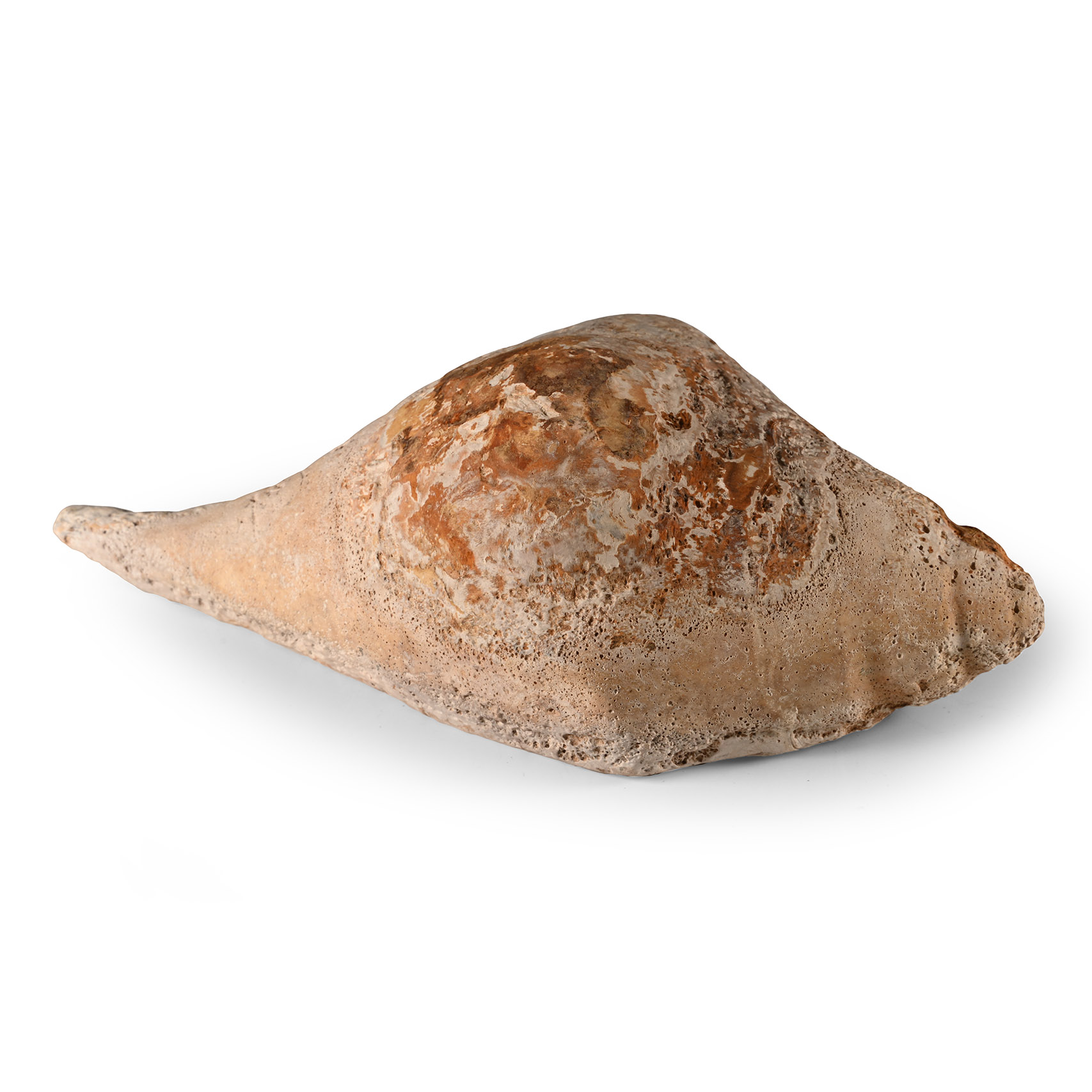Western Asiatic Ground-Down Pierced Shell Mount