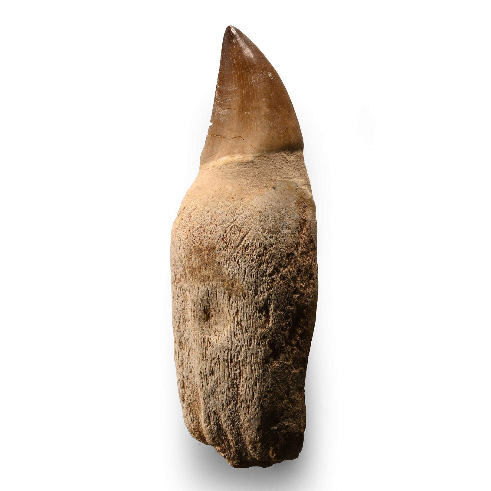 Mosasaur 'Marine Dinosaur' Tooth with Root