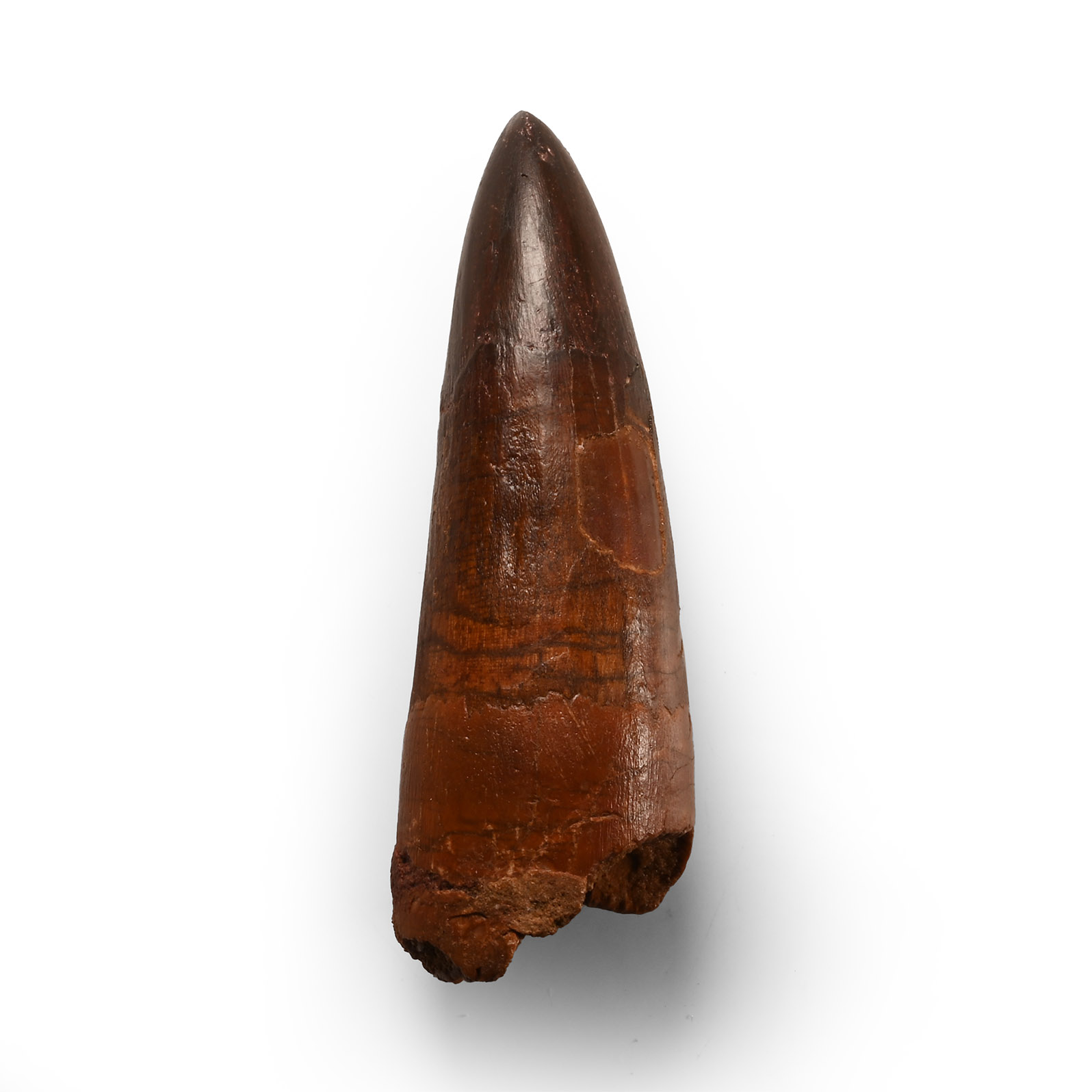 Large African 'T-Rex' Fossil Dinosaur Tooth