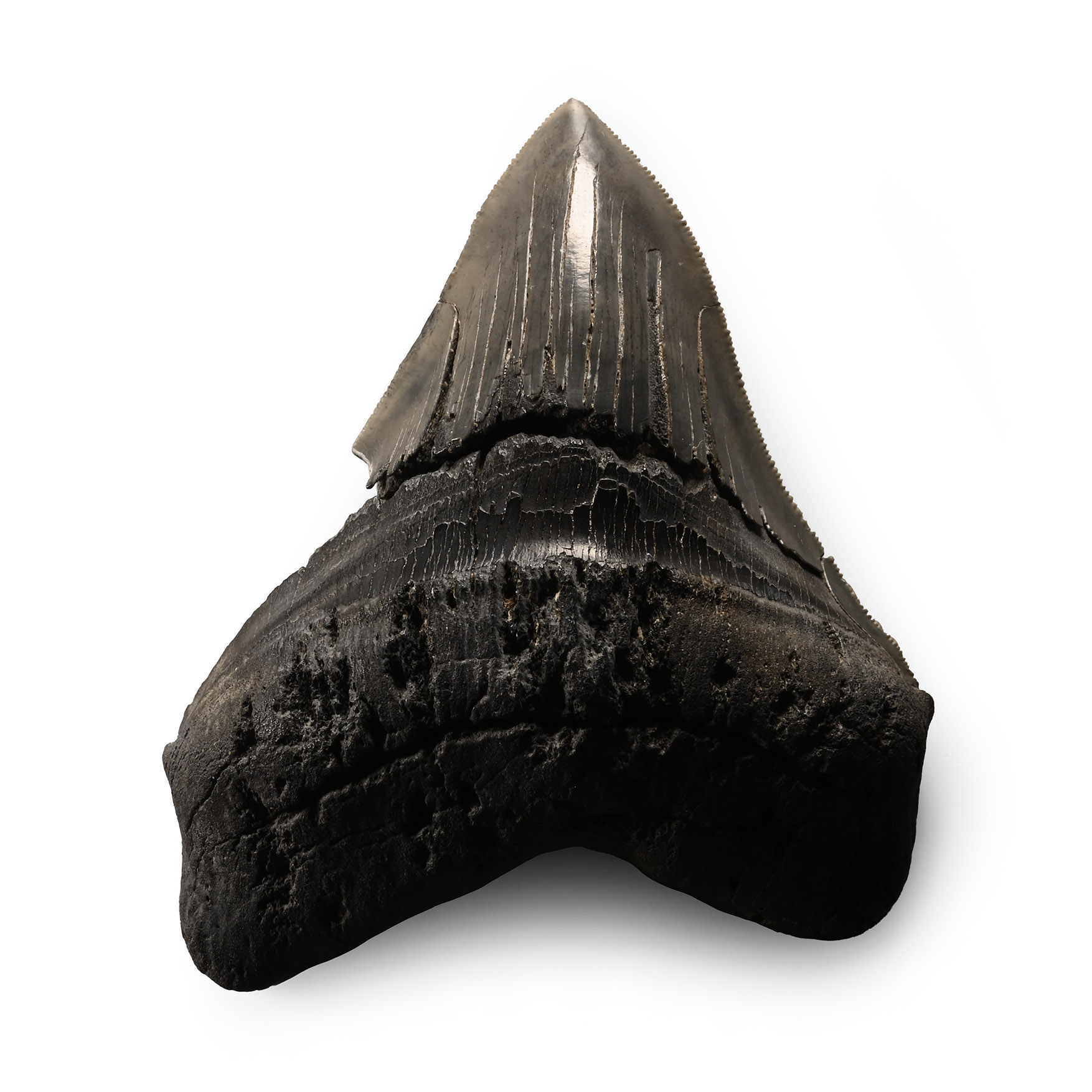 Large Megalodon Giant Shark Fossil Tooth