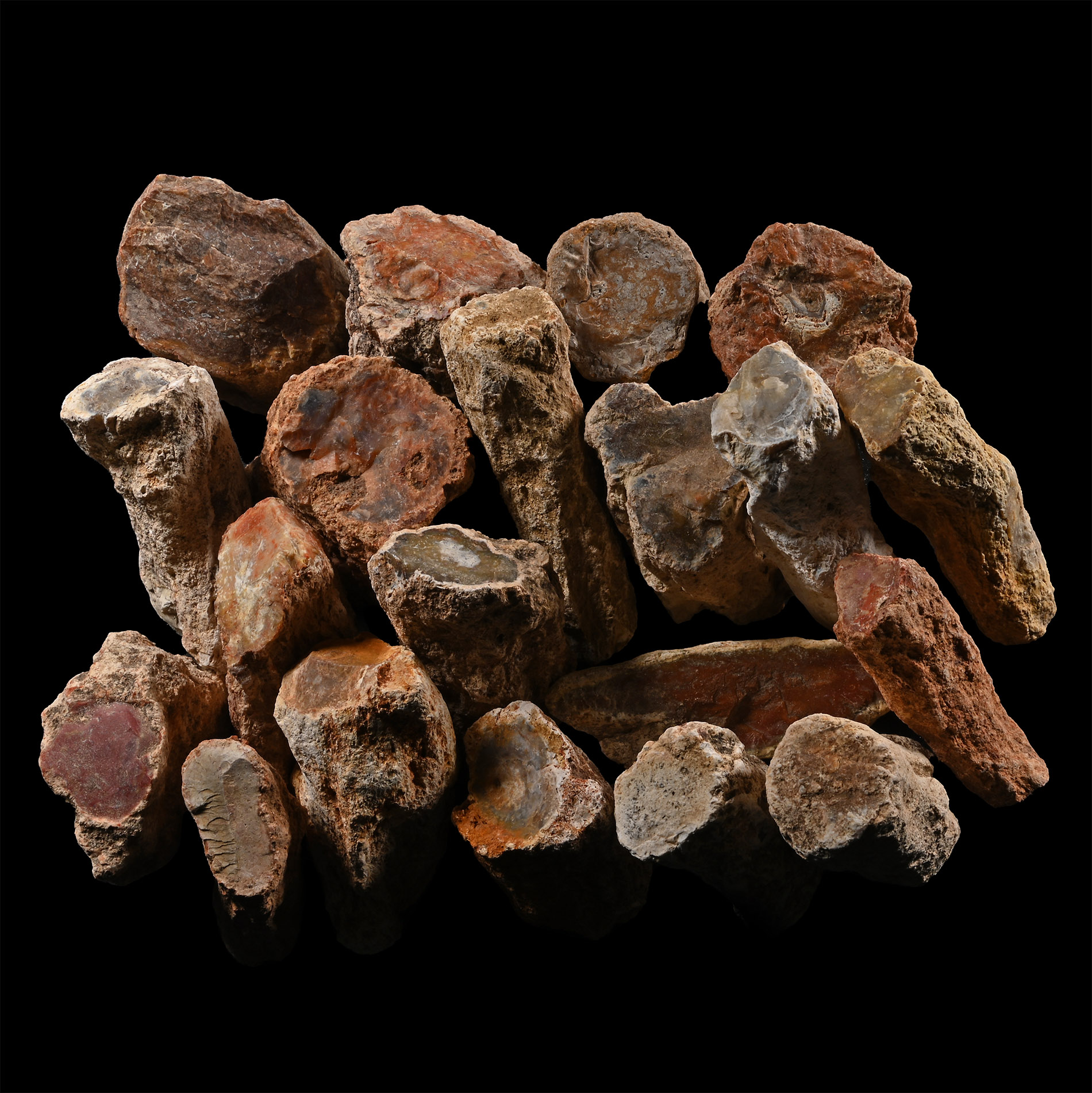 Unpolished Large Fossil Tree Branch Section Group [20]