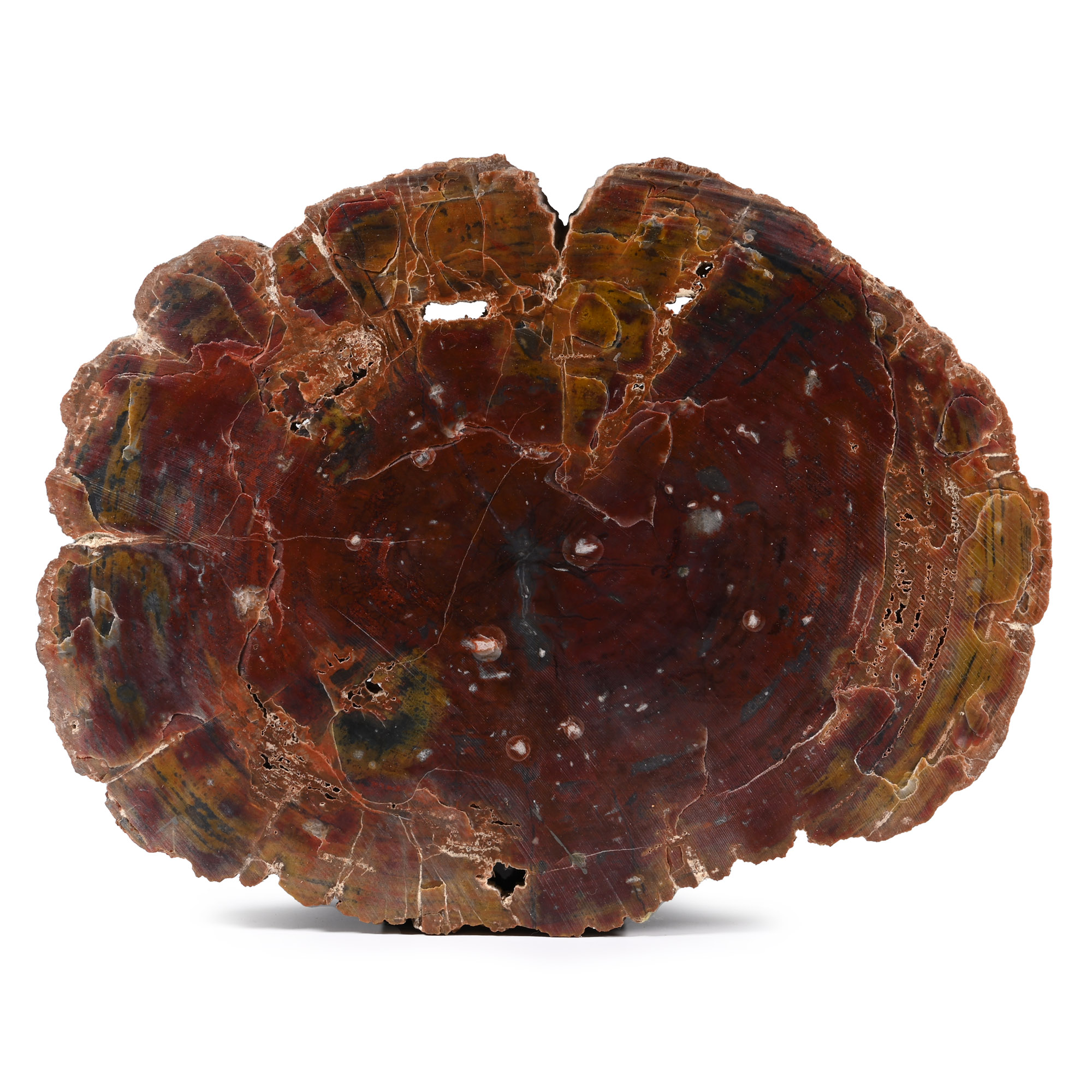 Massive Fossil Tree Trunk Slice