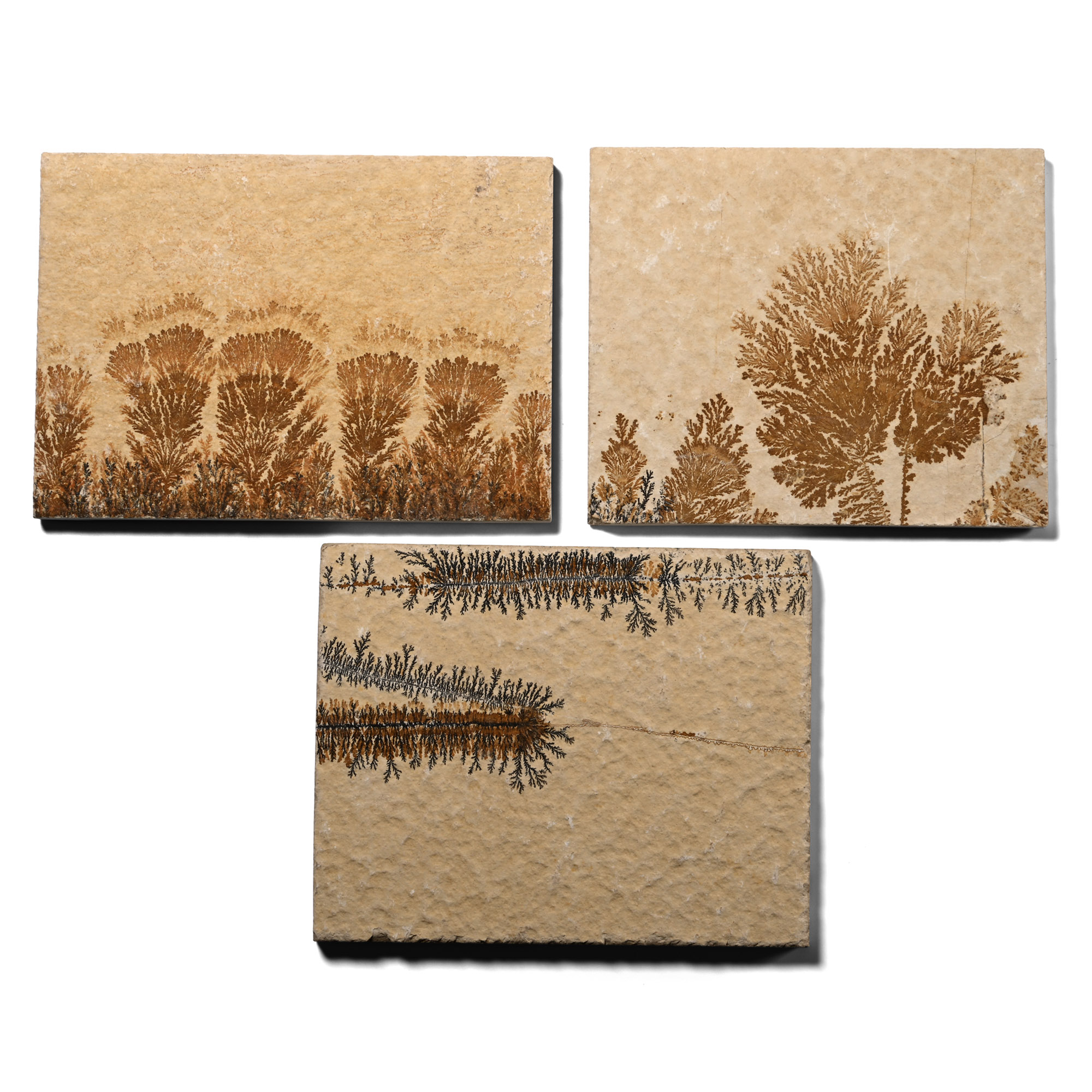 Dendritic Limestone 'Plant-Like Formation' Tile Group [3]