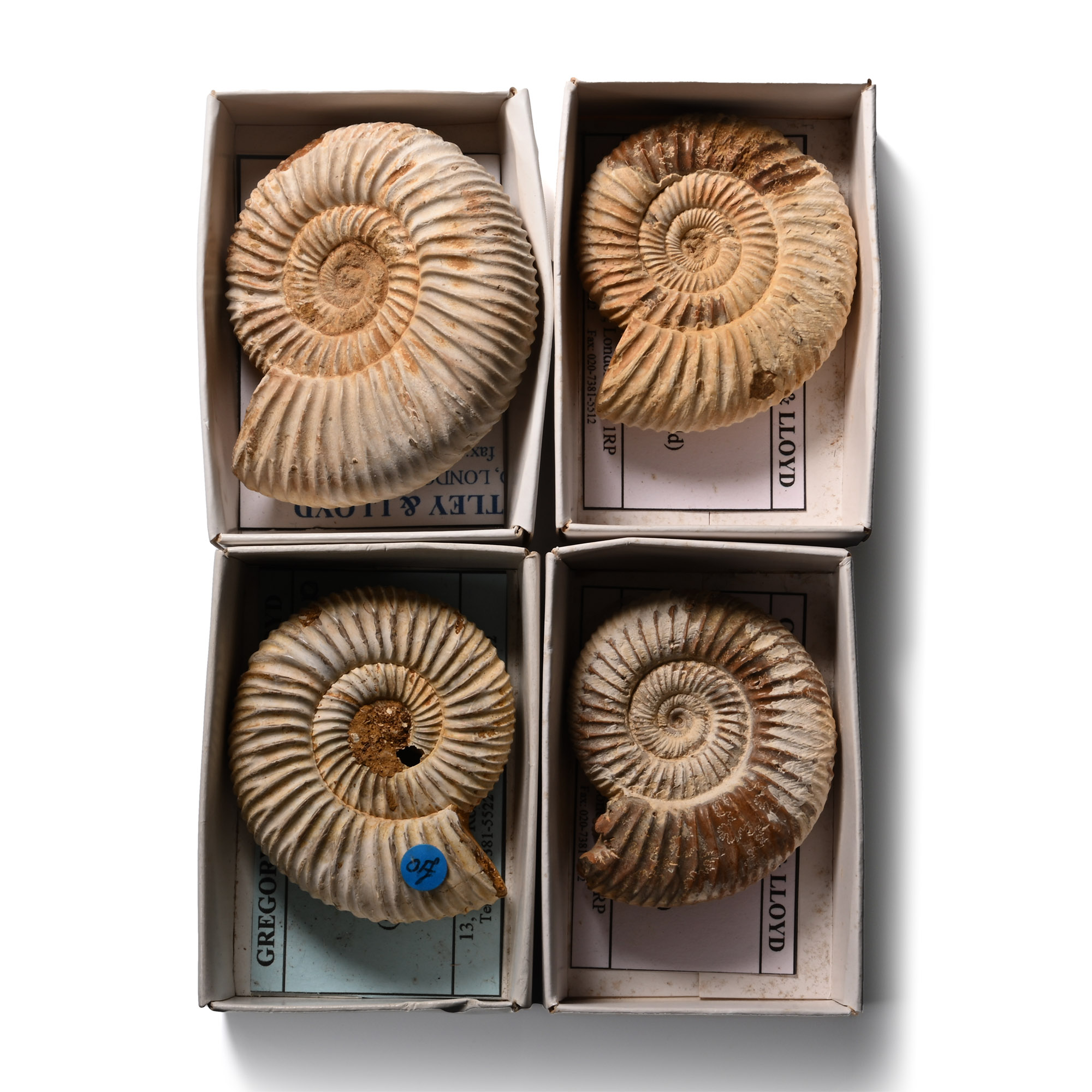 Boxed and Labelled Fossil Ammonite Collection