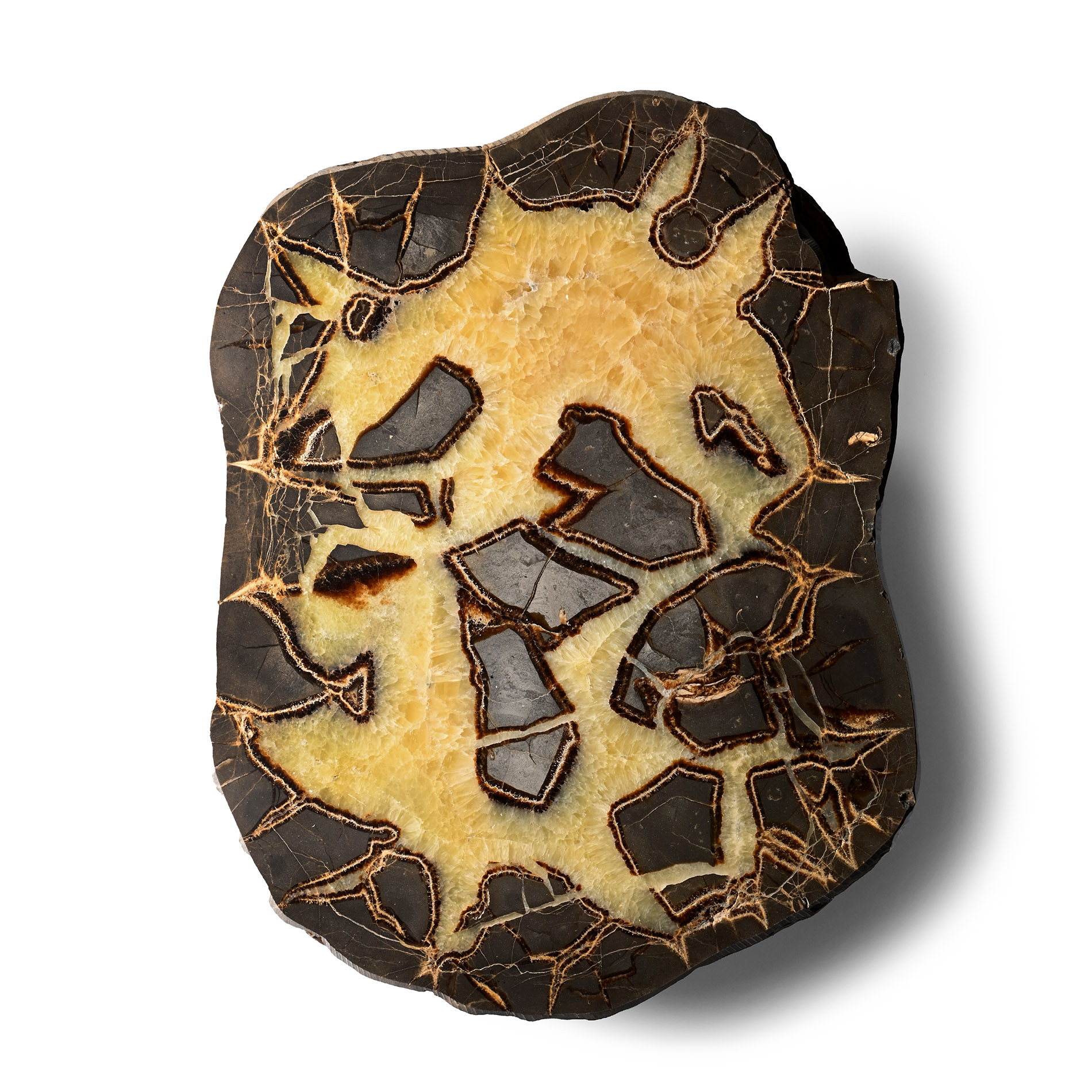 Massive Cut and Polished Septarian 'Egg' Half