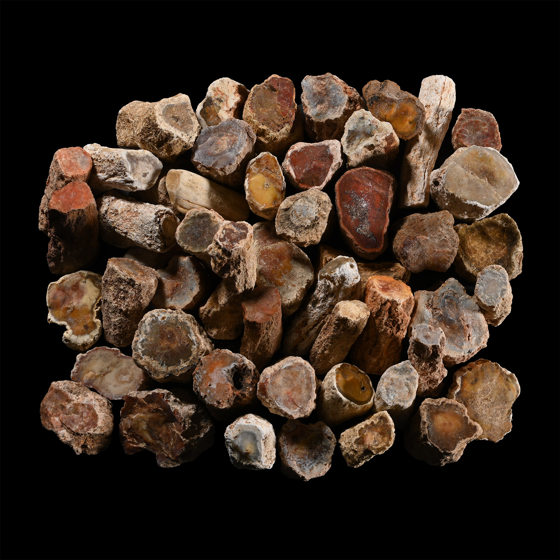 Unpolished Fossil Tree Branch Section Group [50]