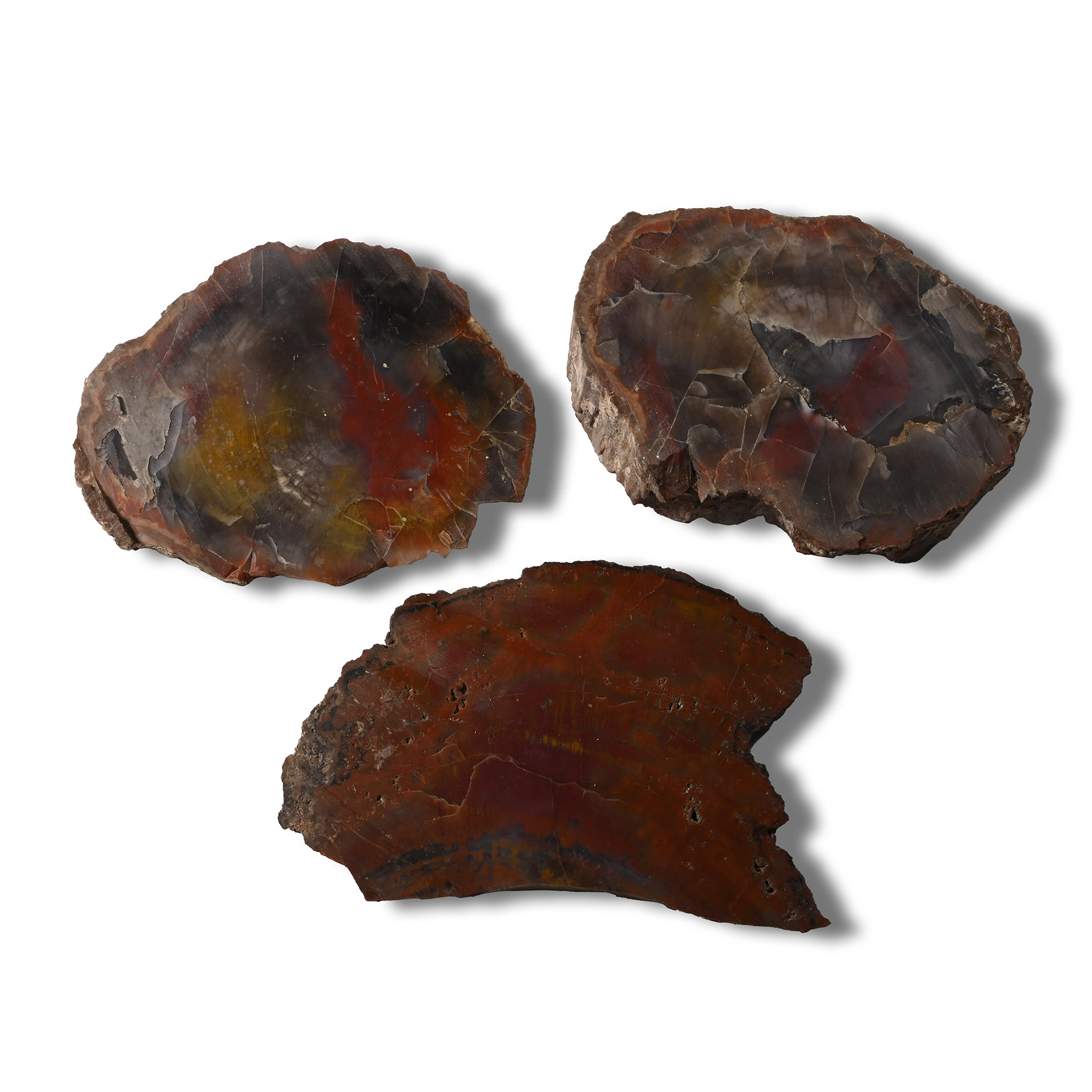 Polished Large Fossil Tree Trunk Section Group [3]