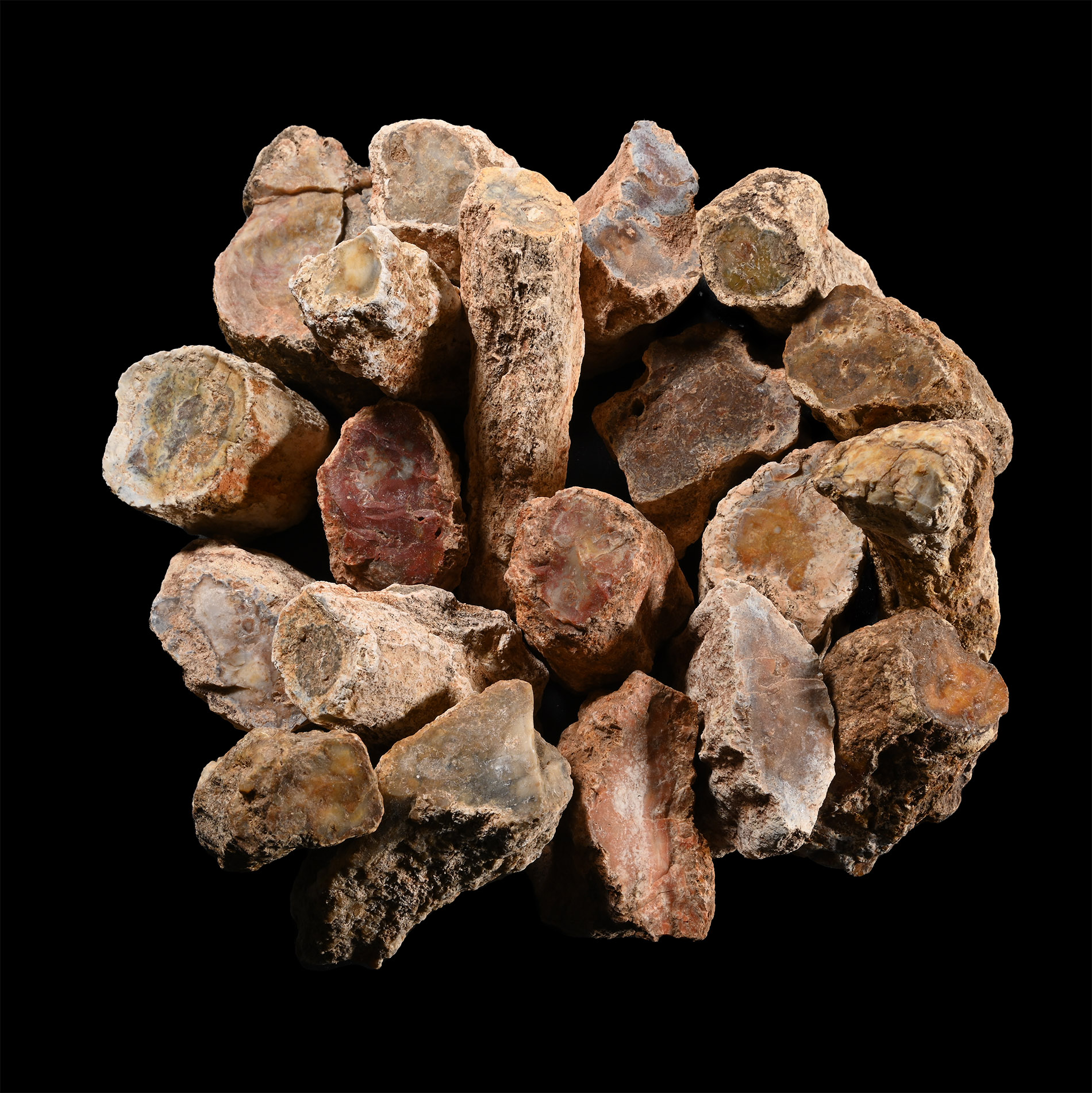Large Unpolished Fossil Tree Branch Section Group [20]