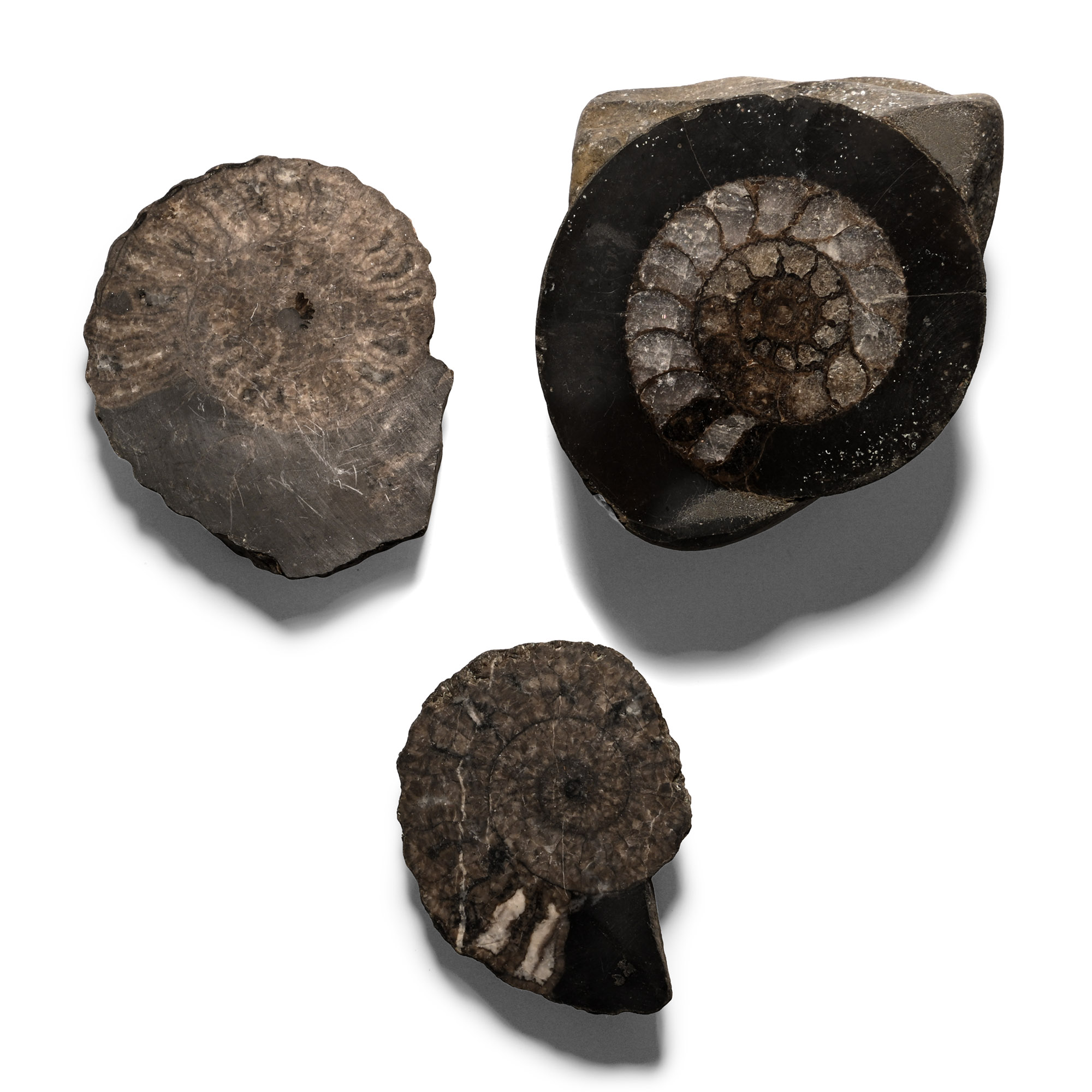 Cut and Polished Fossil Ammonite Group