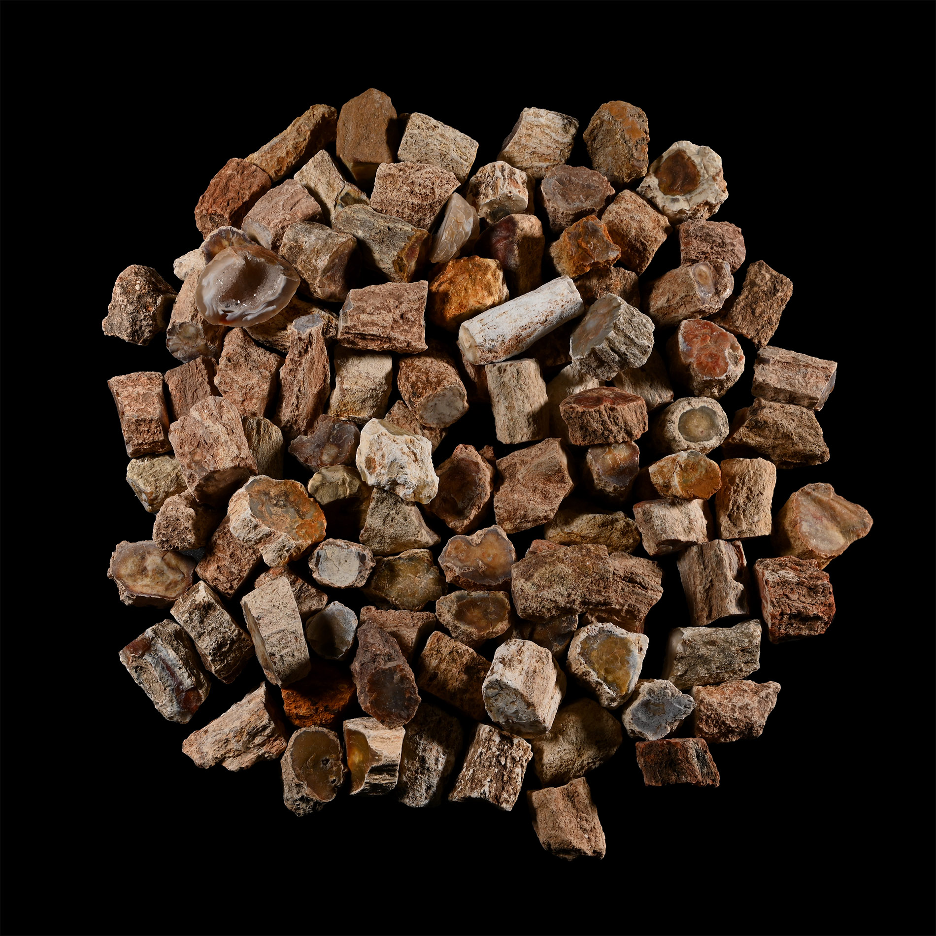 Natural Unpolished Fossil Tree Branch Section Group [100]