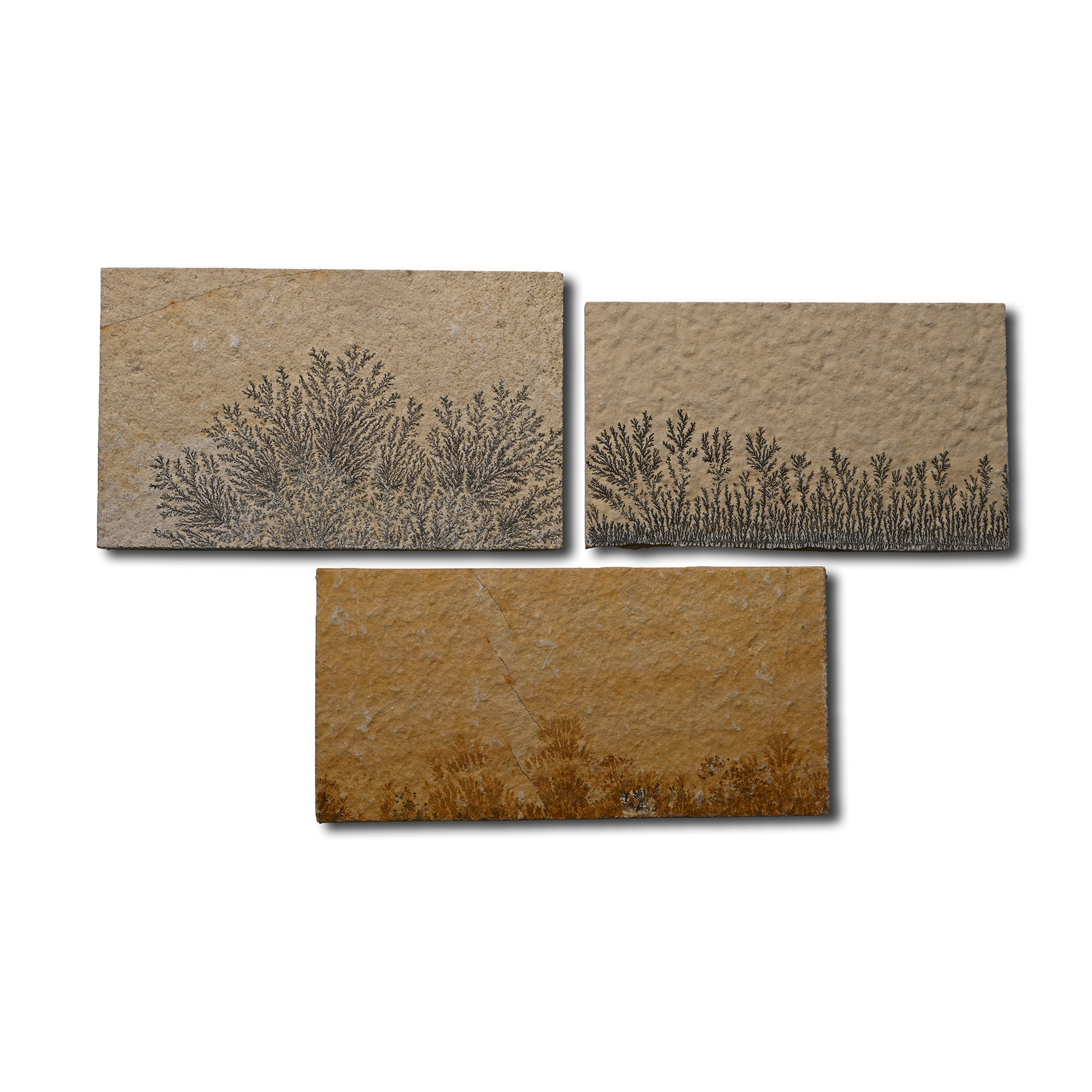 Dendritic Limestone 'Plant-Like Formation' Tile Group [3]