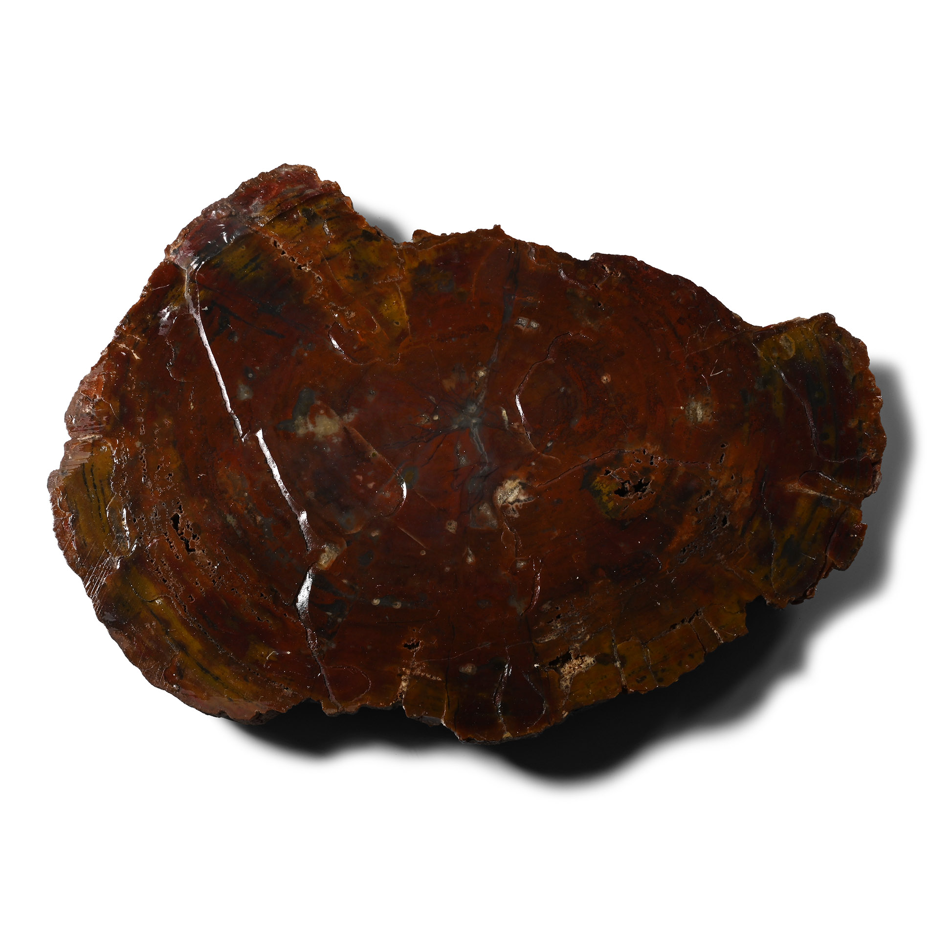 Large Cut and Lacquered Fossil Tree Trunk Section