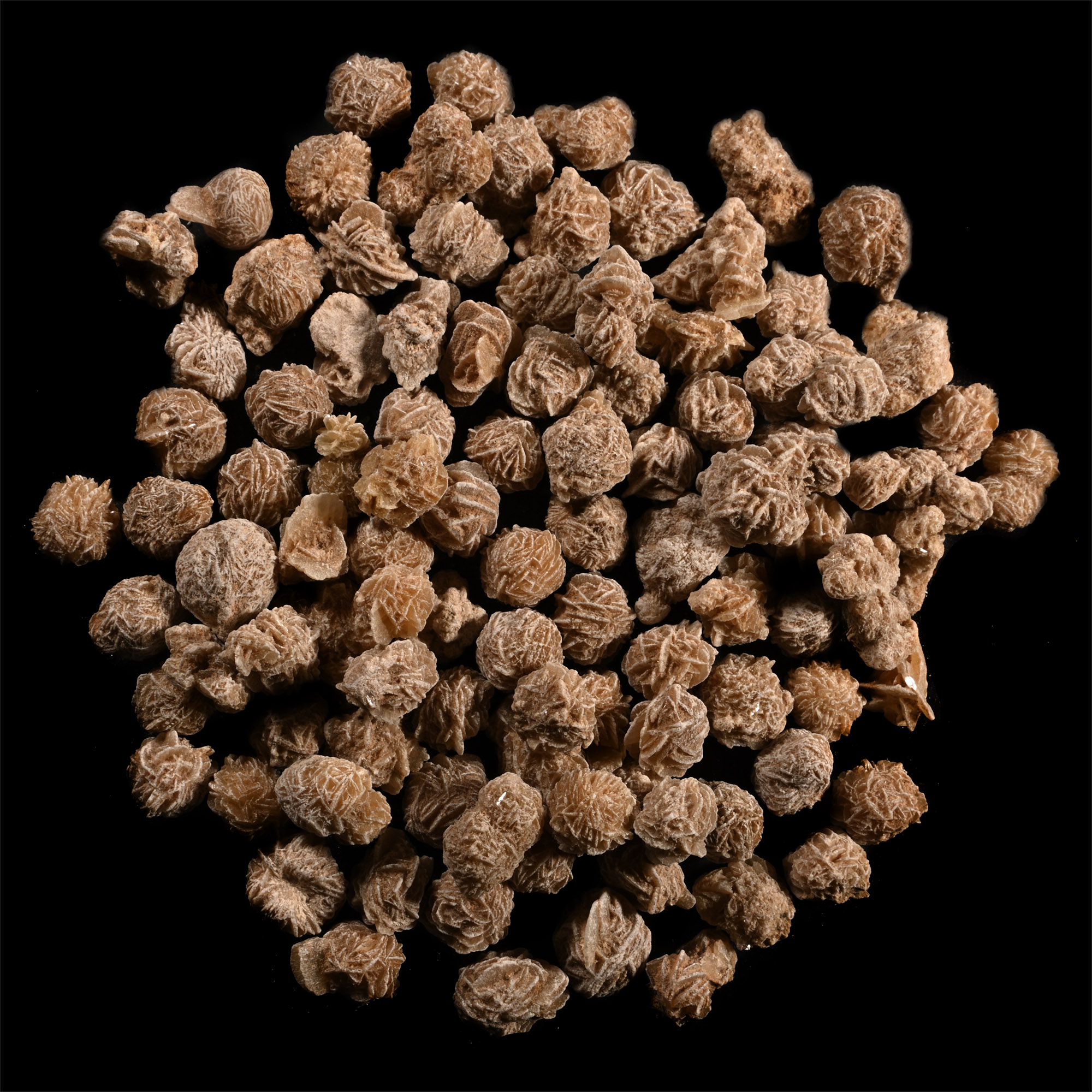 Desert Rose Gypsum Mineral Specimen Group [100]
