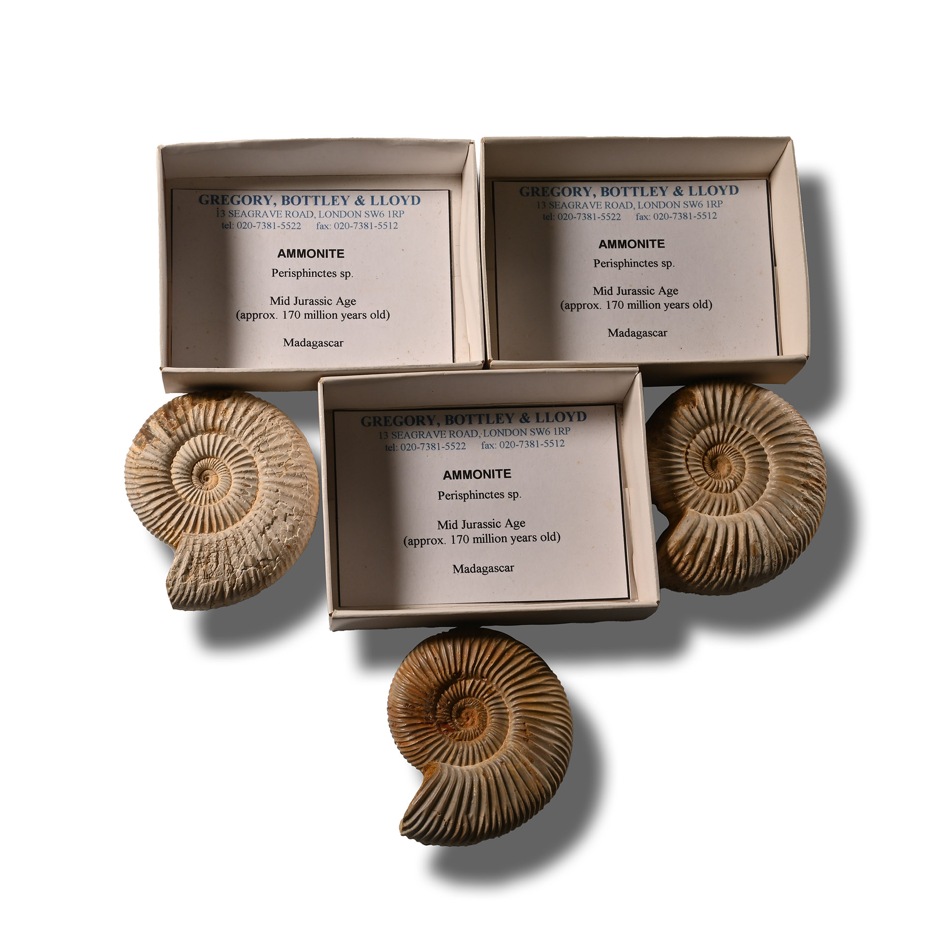 Boxed and Labelled Fossil Ammonite Collection [3]