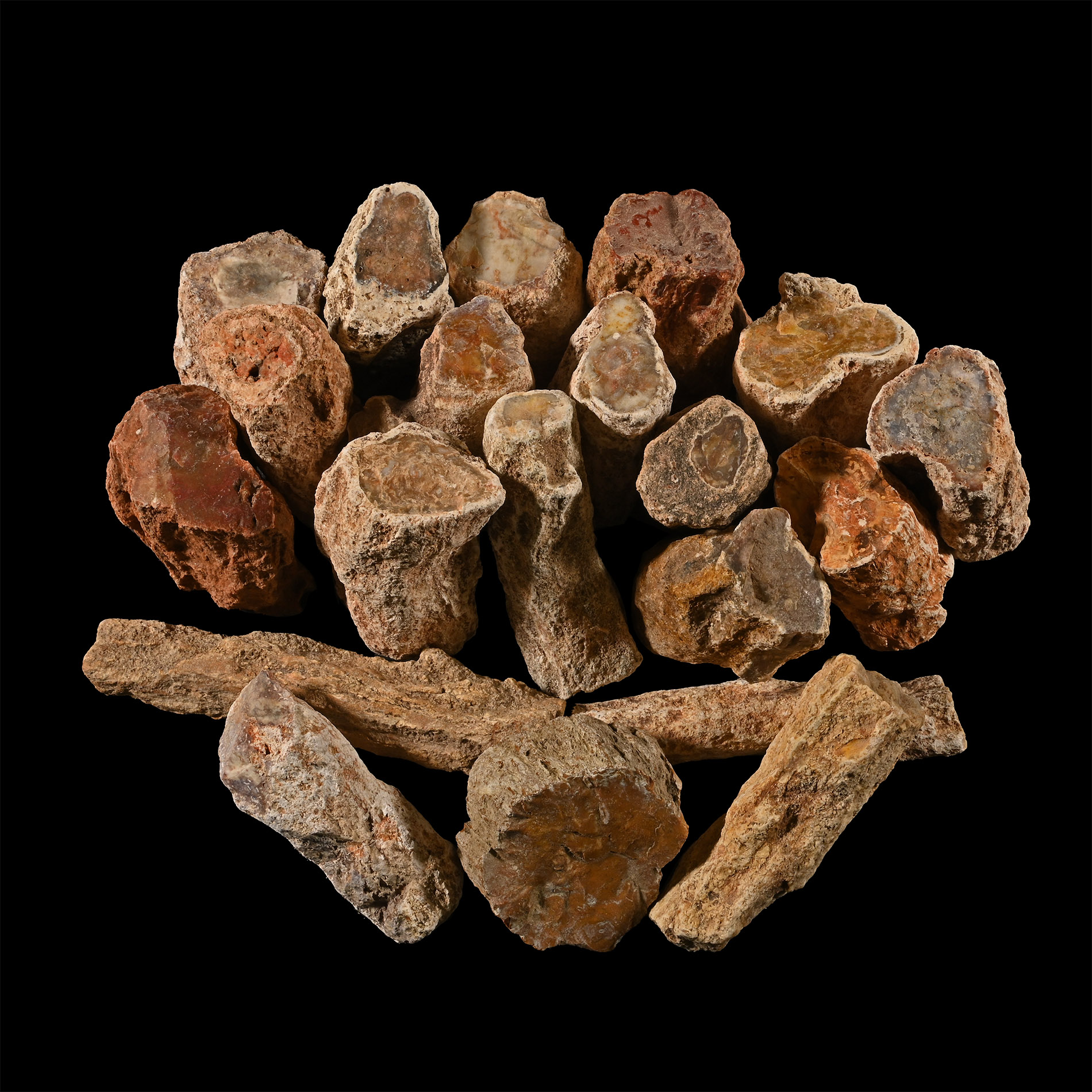 Unpolished Large Fossil Tree Branch Section Group