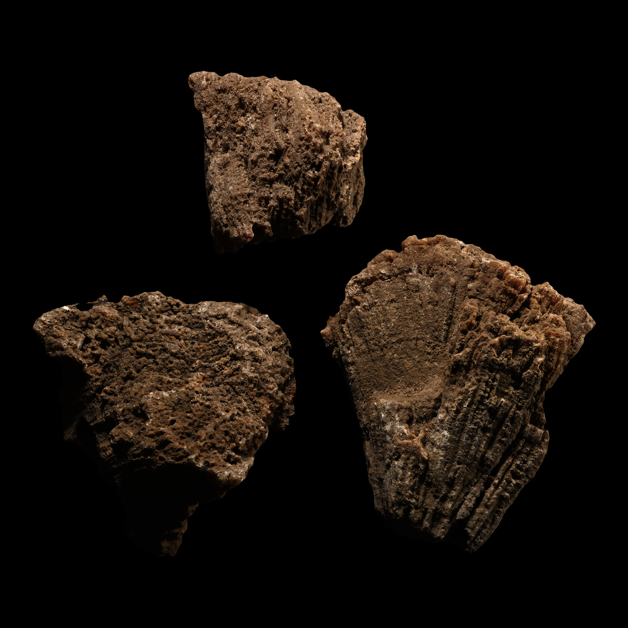 Fossilised Coral