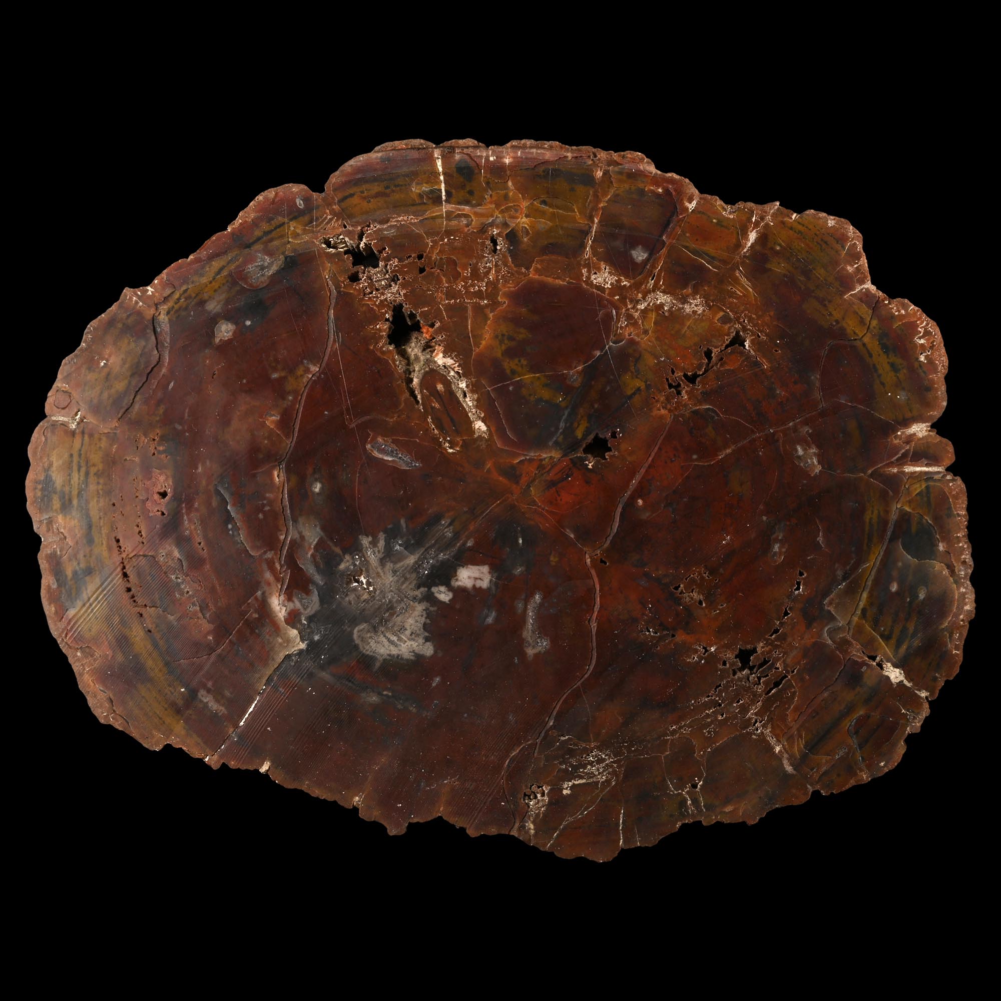 Large Fossil Cut and Polished Tree Trunk Slice