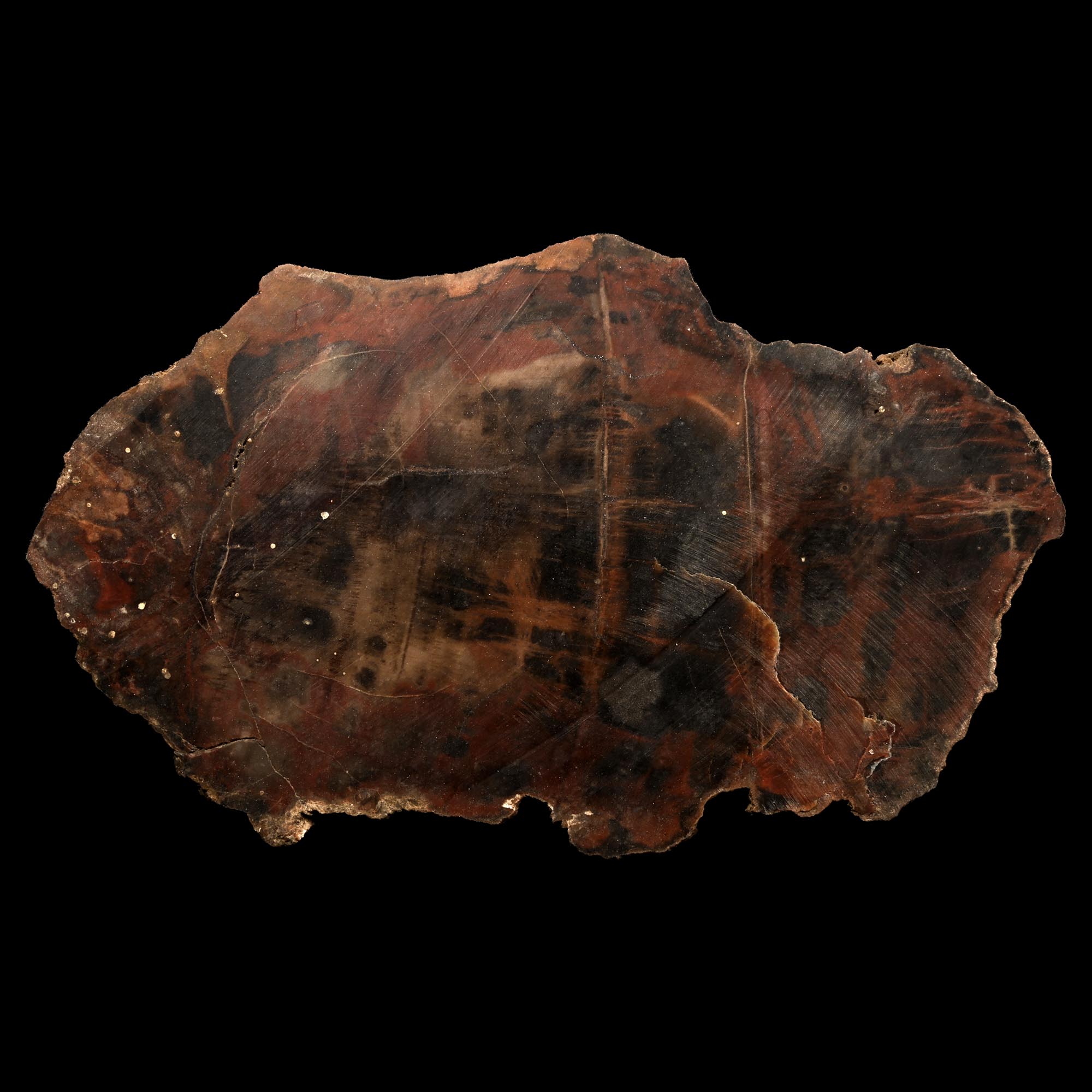 Large Fossil Cut and Polished Tree Trunk Slice