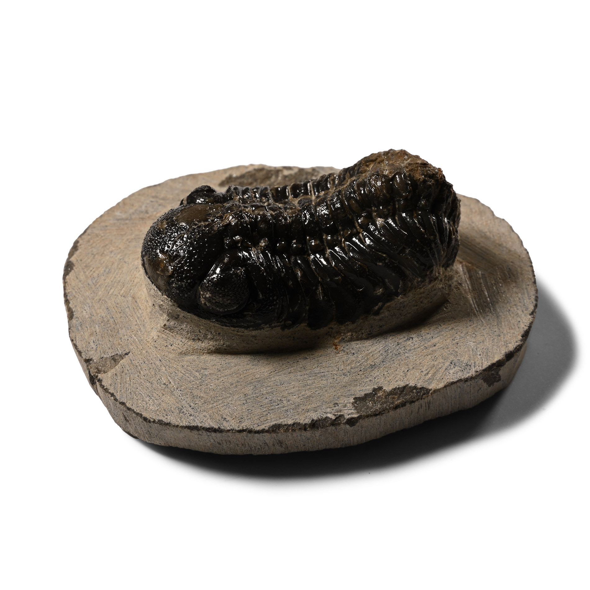 Fossil Trilobite on Matrix