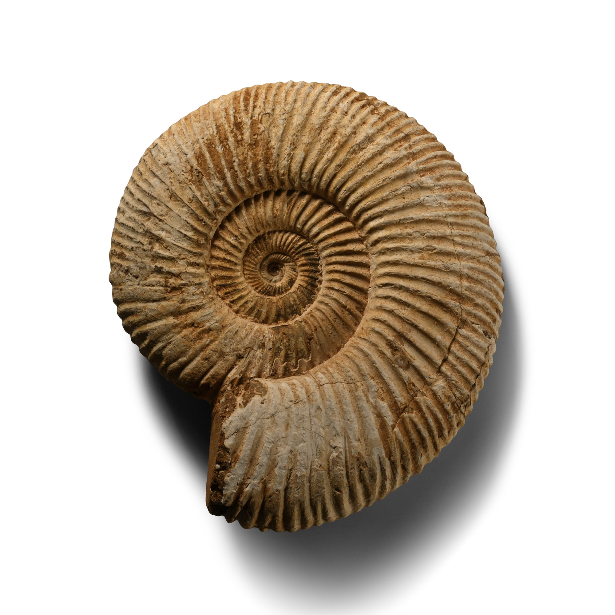 Perisphinctes Fossil Ammonite