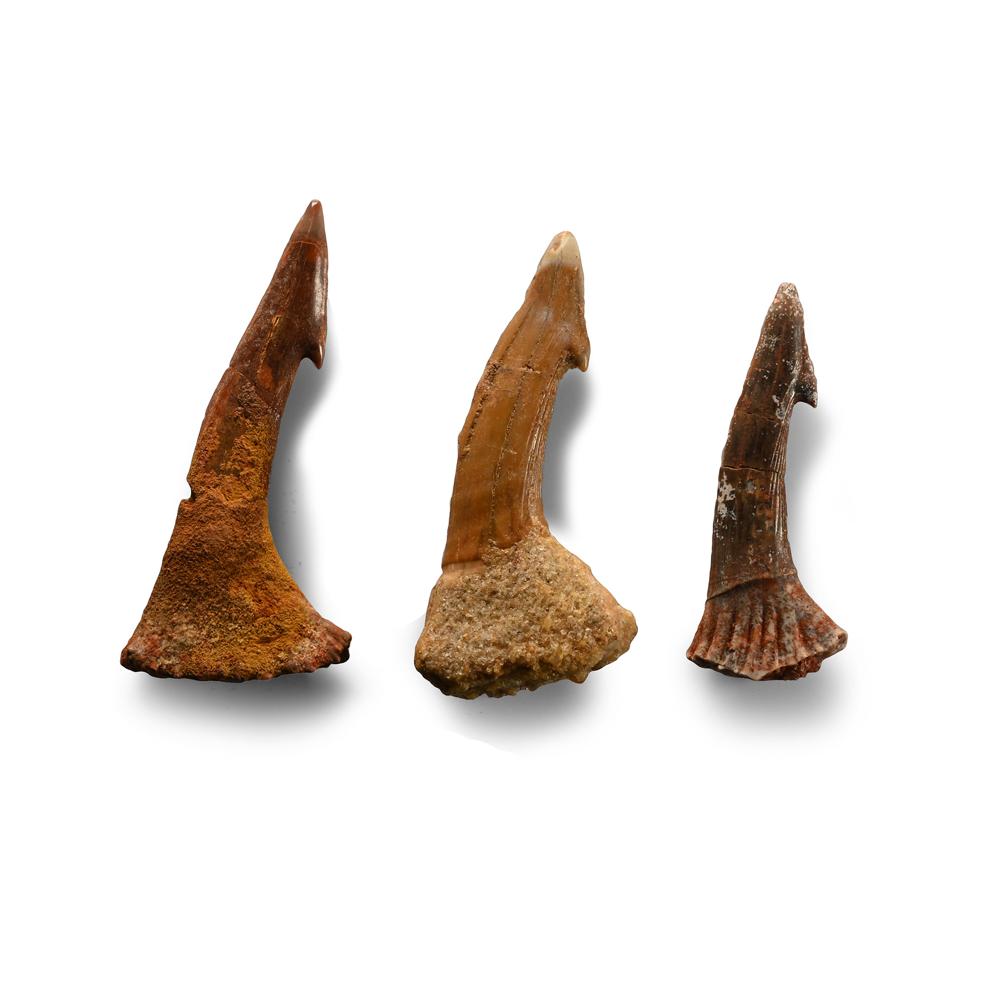 Sawfish Fossil Rostral Spine Group