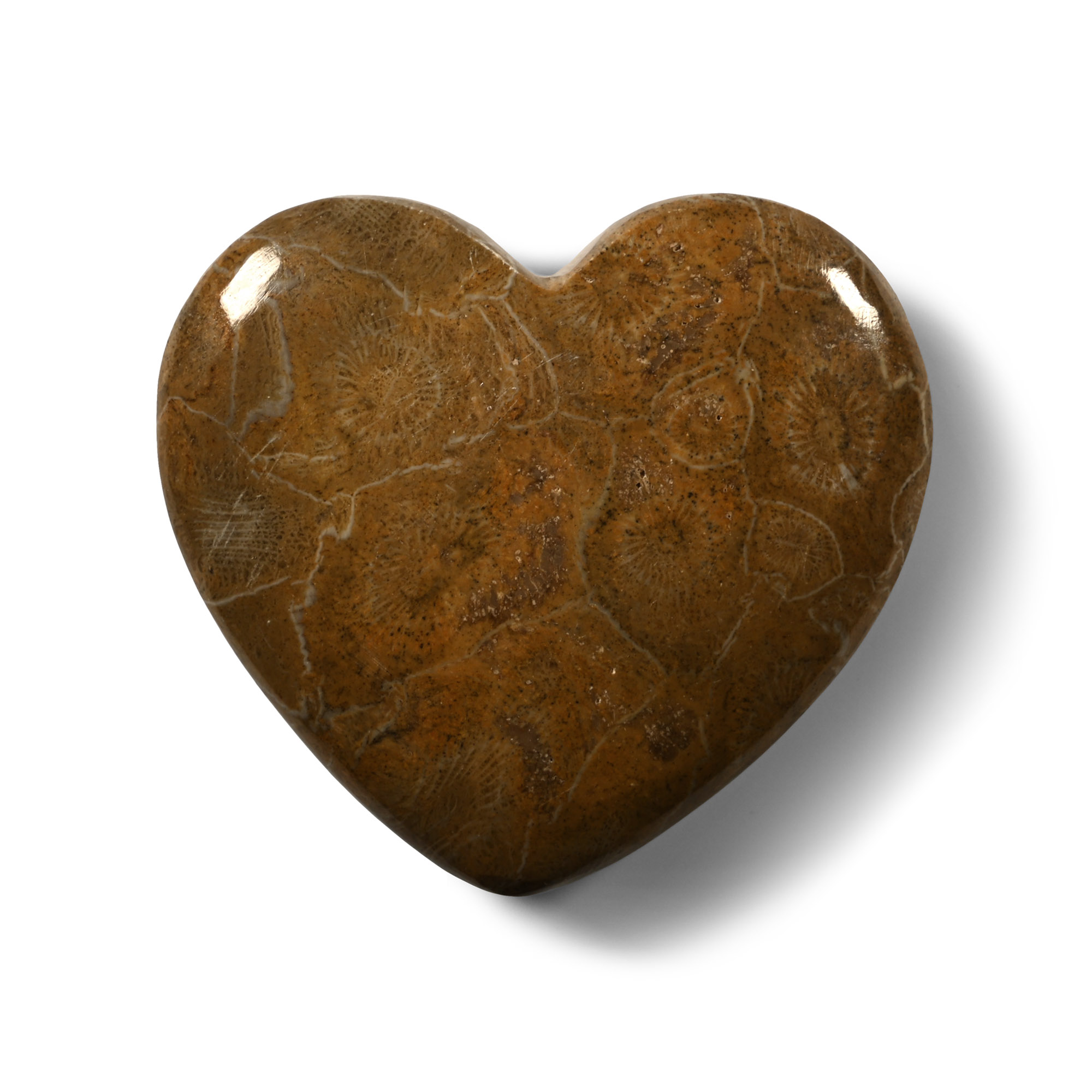Polished Fossil Coral 'Heart' Palm Stone