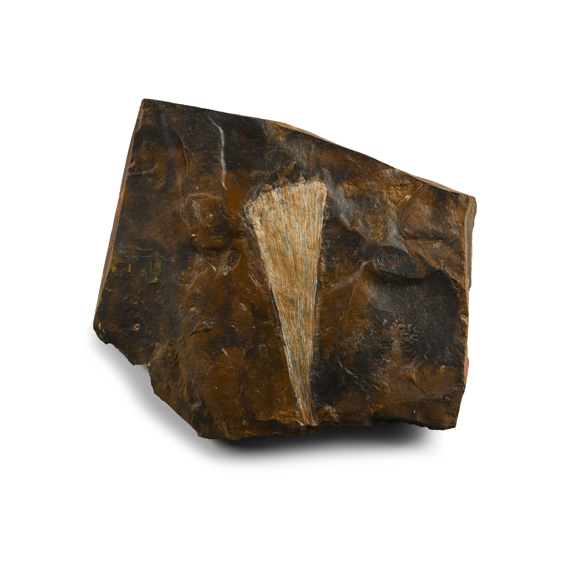 Fossil Ginko Leaf in Matrix