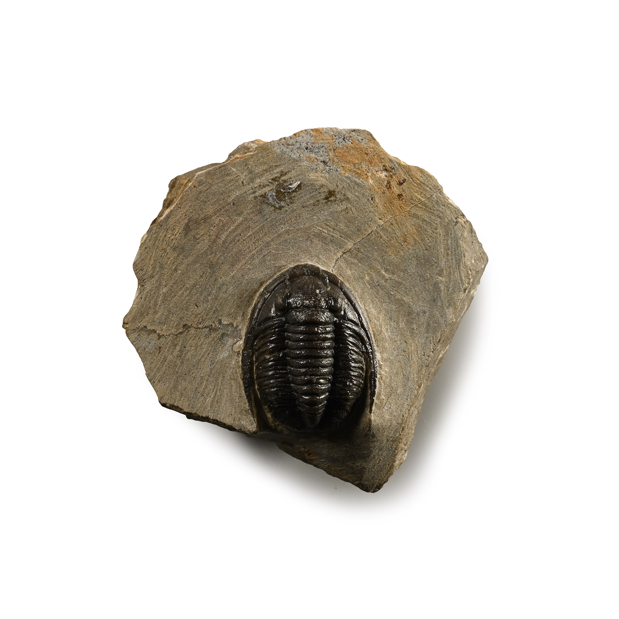 Cornuproetus Fossil Trilobite in Matrix