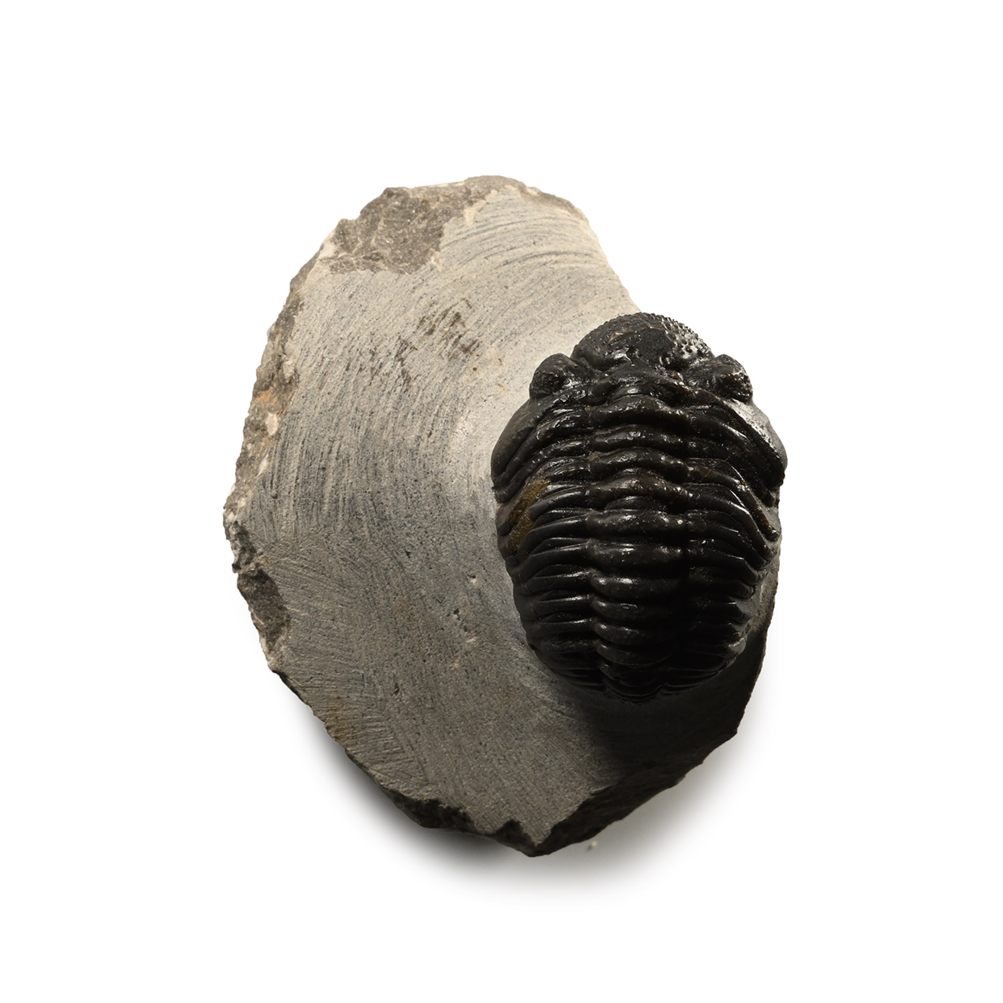 Phacops Fossil Trilobite in Matrix