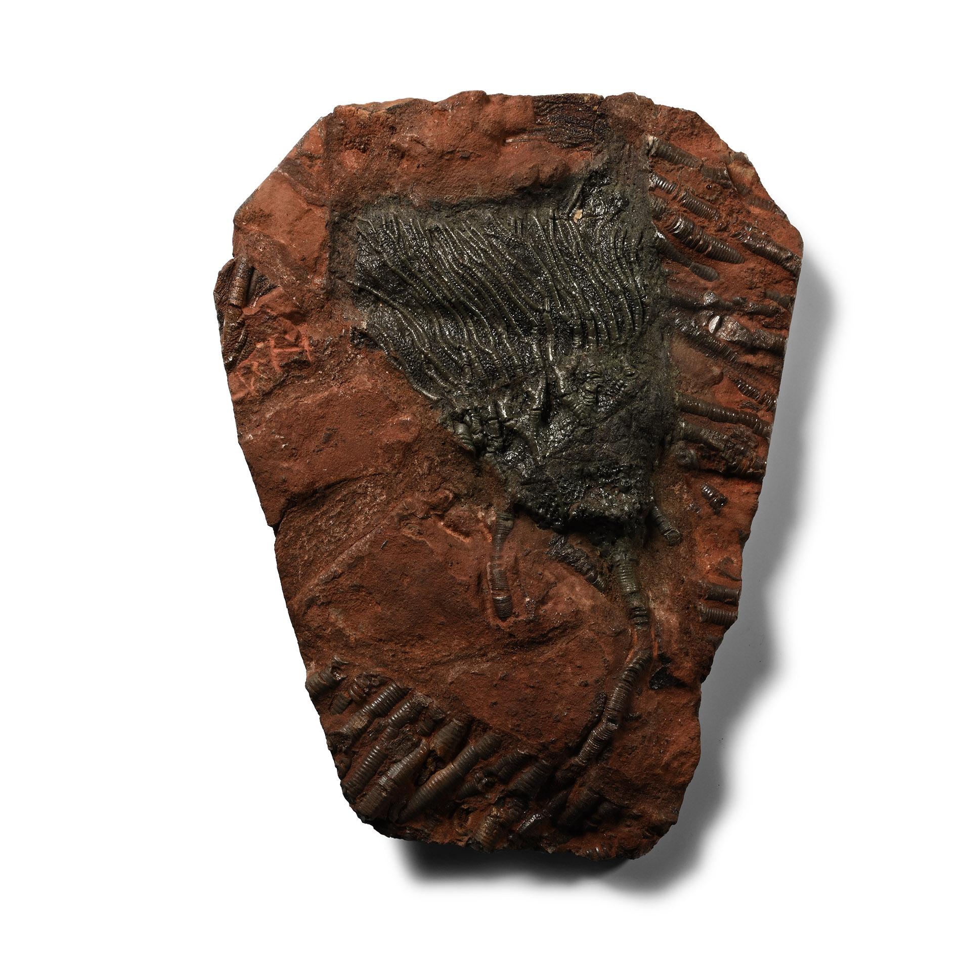 Fossil Crinoid Plate