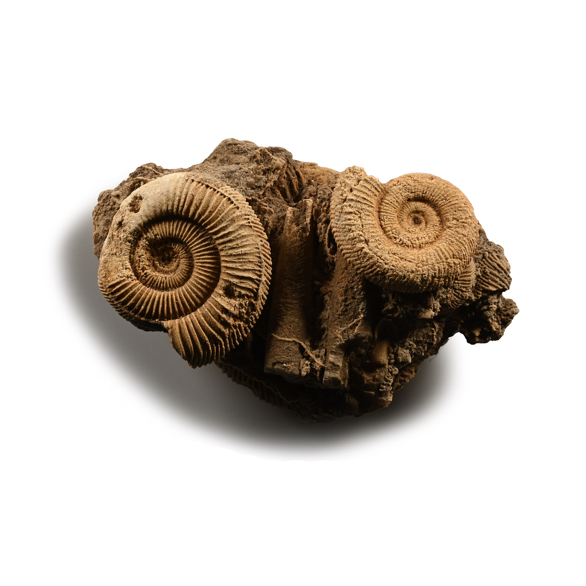 Dactylioceras Fossil Ammonites