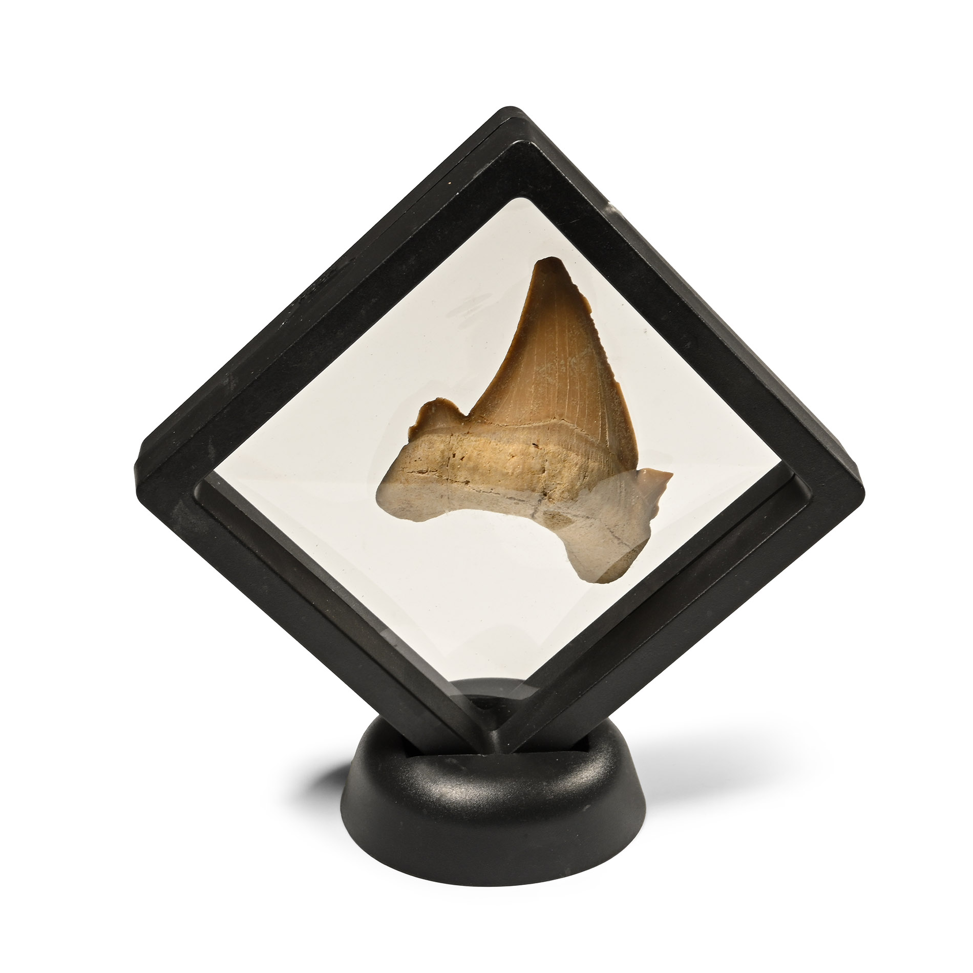 Otodus Fossil Shark Tooth in Frame
