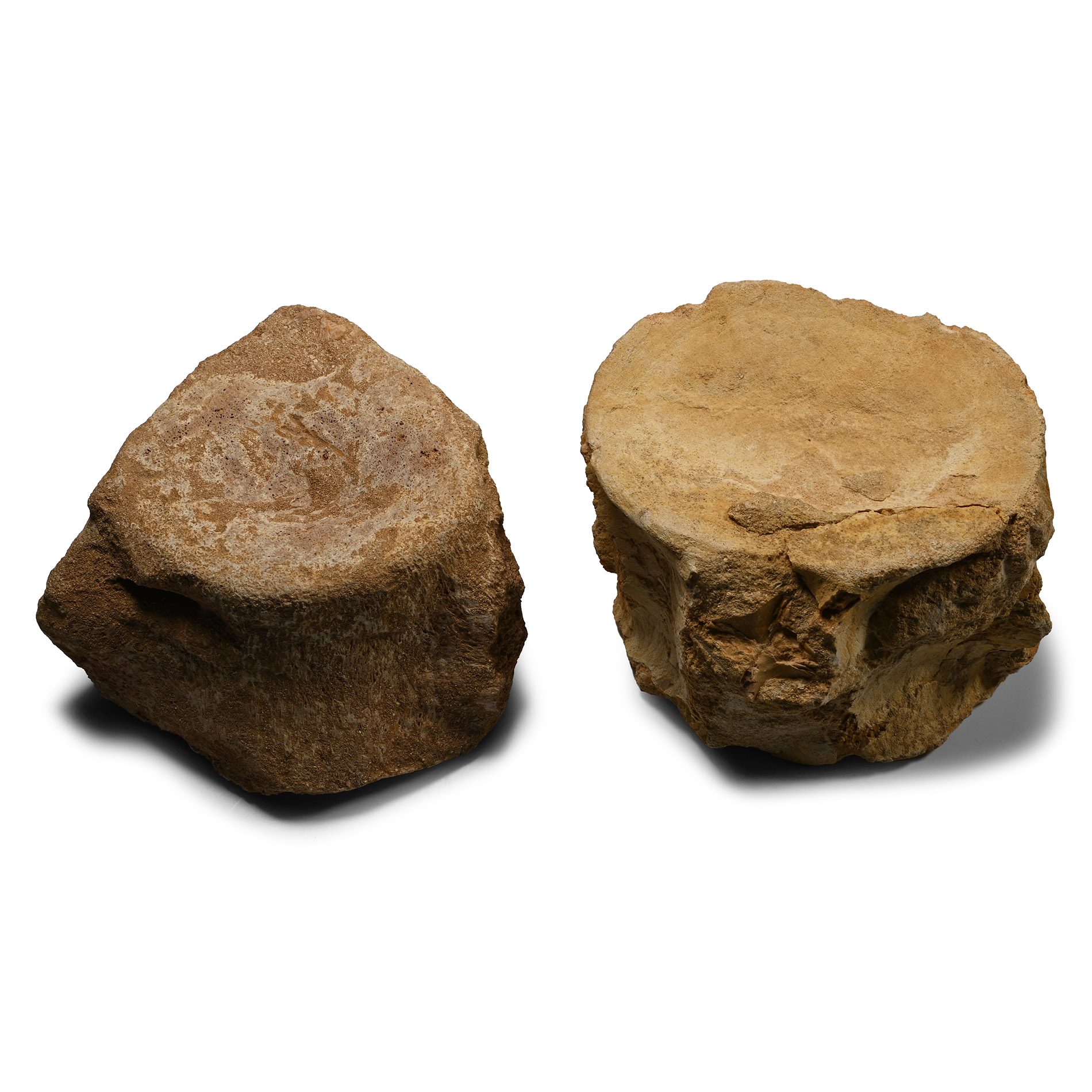 Plesiosaur 'Marine Dinosaur' Fossil Vertebrae Pair