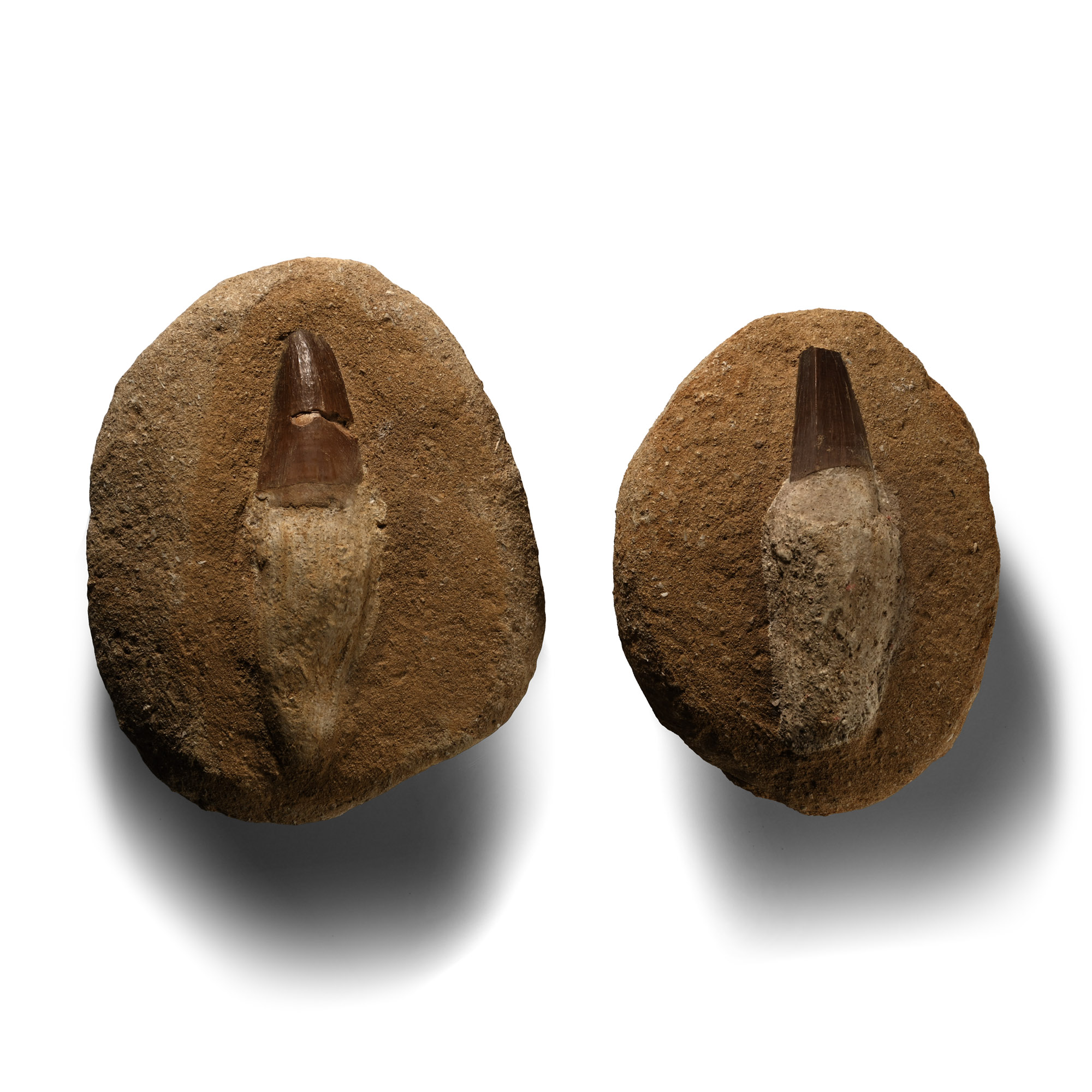 Mosasaur 'Marine Dinosaur' Fossil Teeth