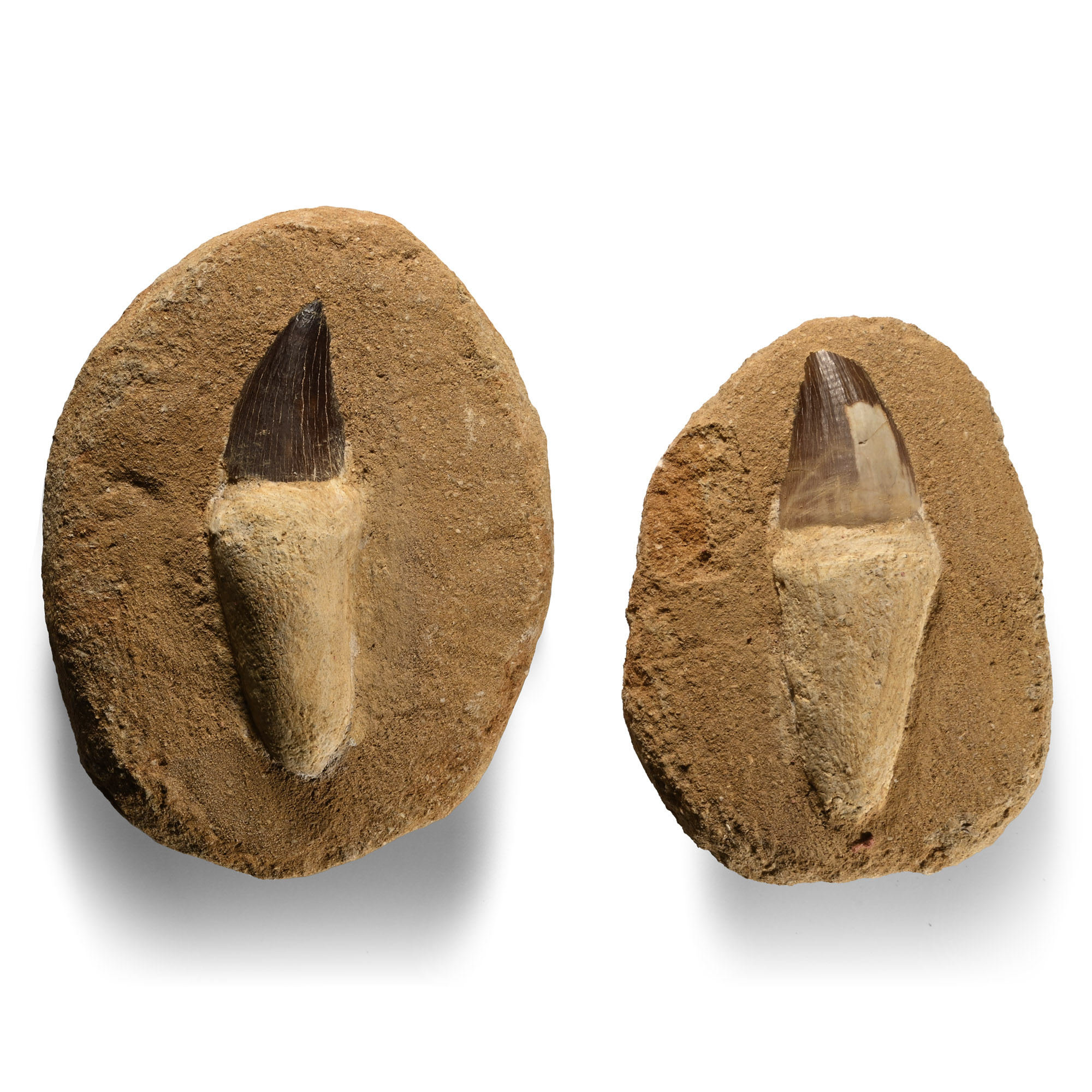 Mosasaur 'Marine Dinosaur' Fossil Teeth
