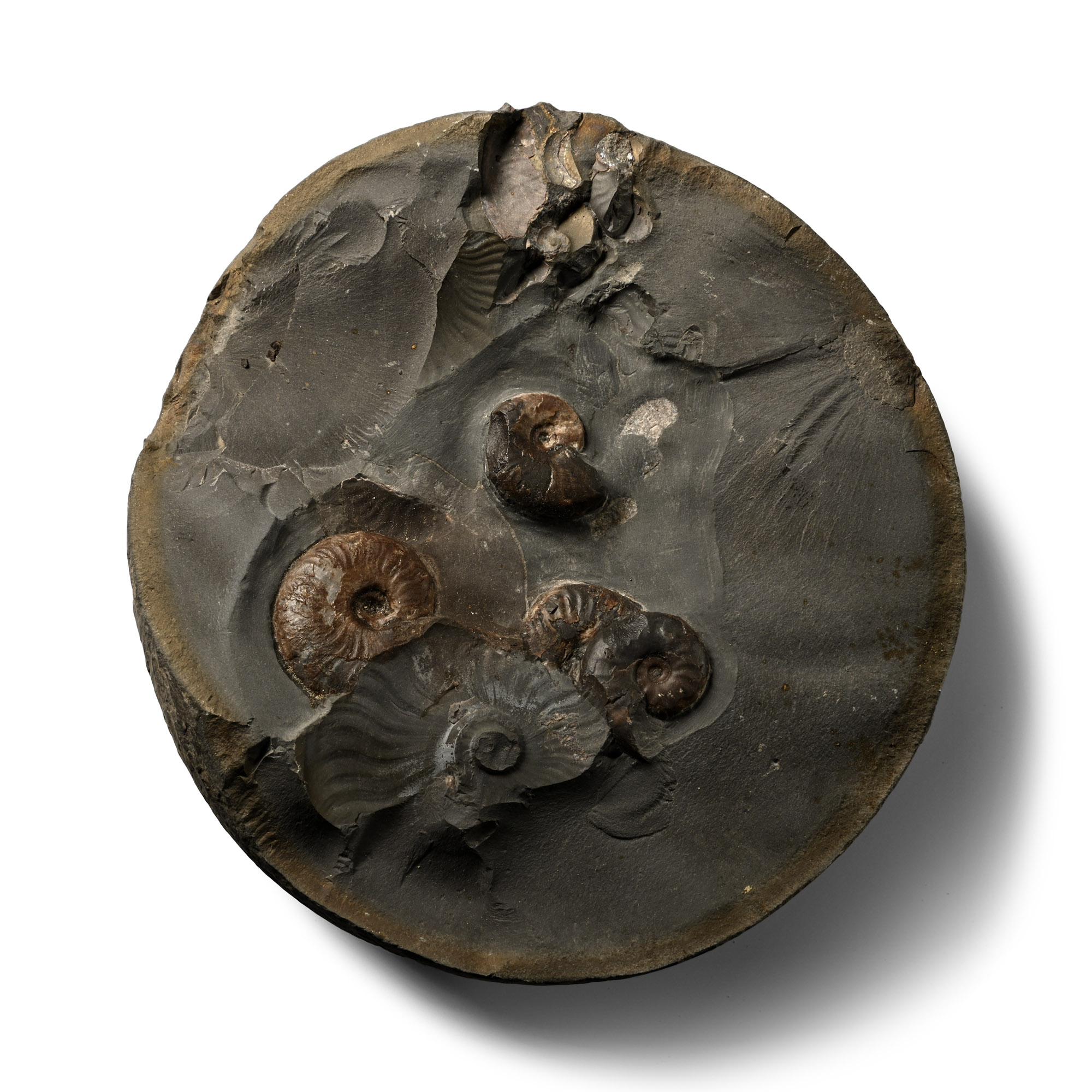 Large Fossil Ammonite Cluster Nodule