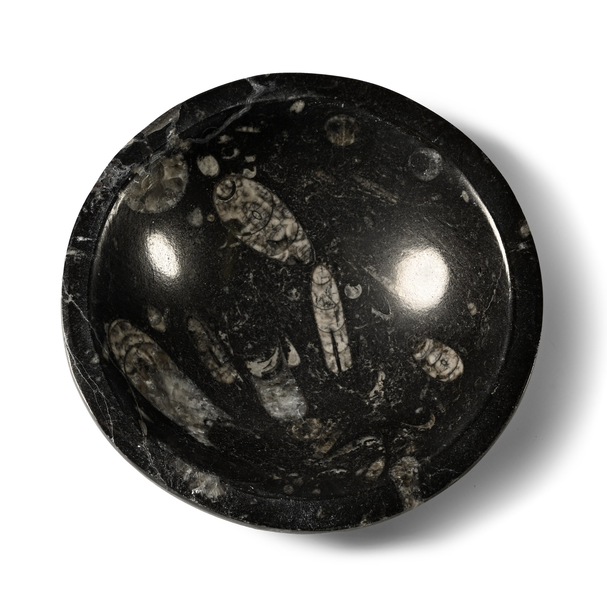Polished Fossil Orthoceras Bowl