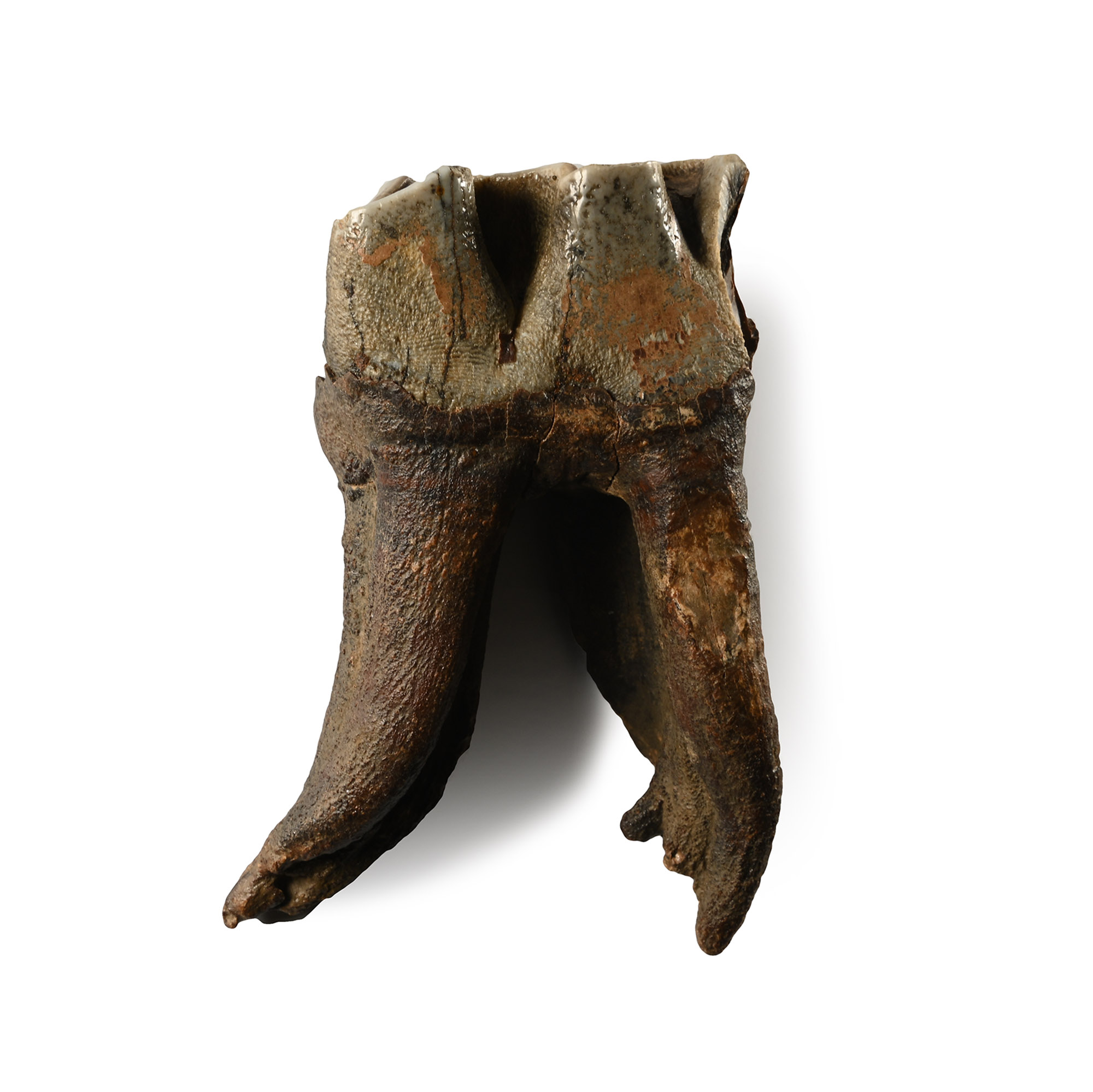 Fossil Woolly Rhinoceros Tooth
