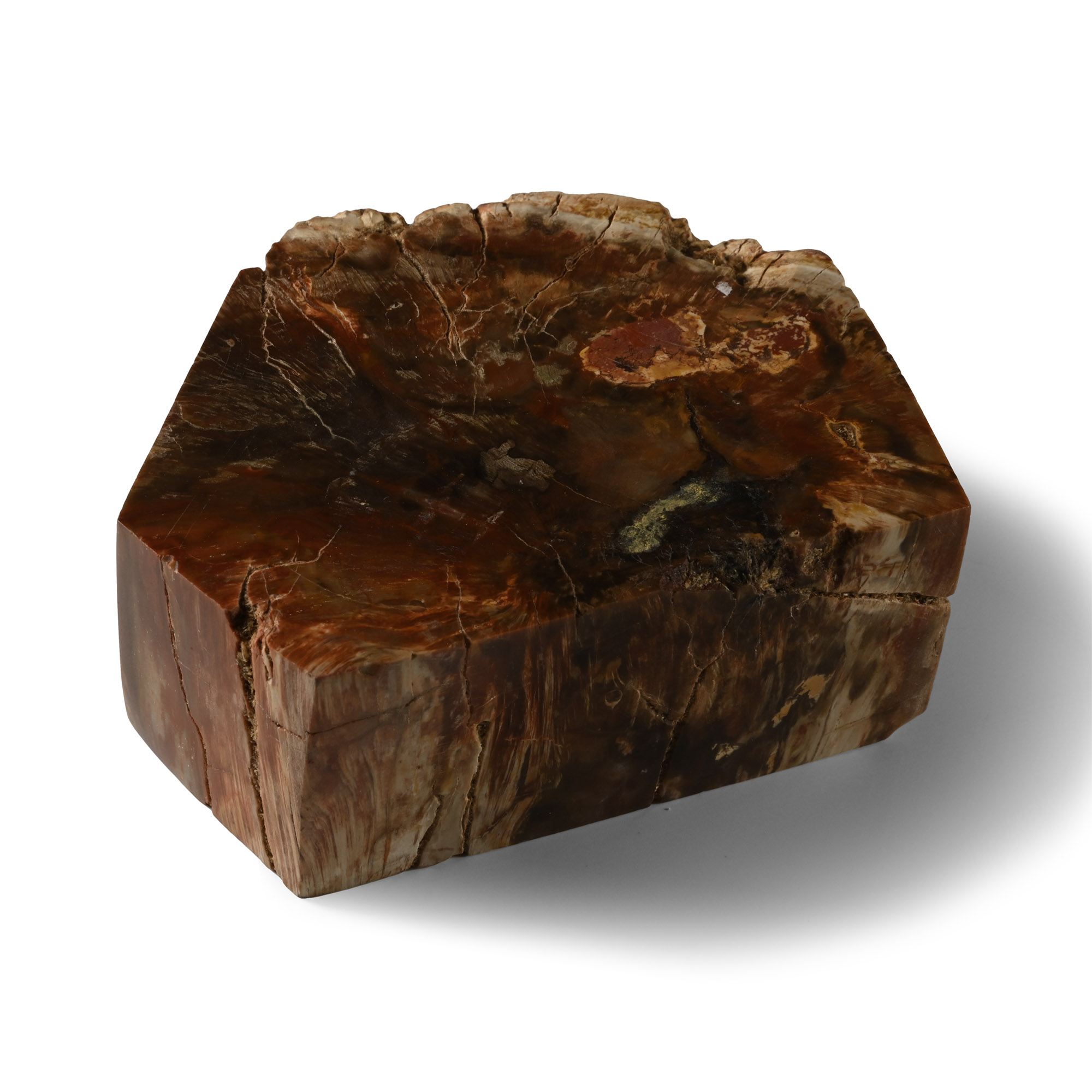 Polished Fossilised Tree Trunk Section