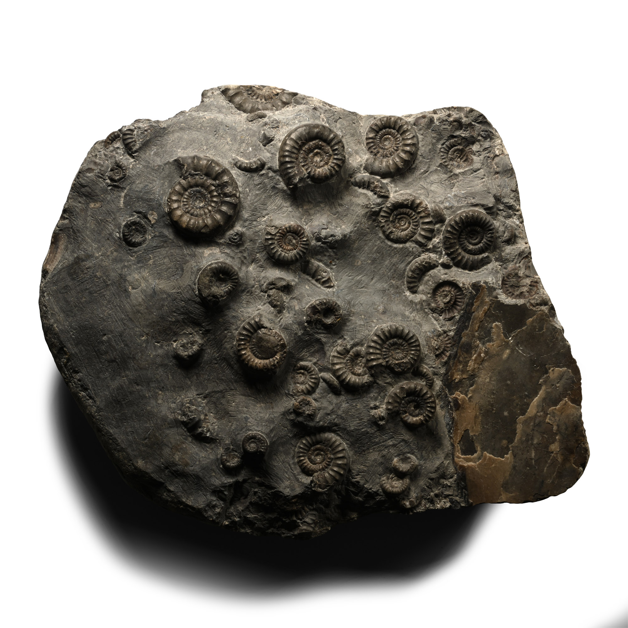 Large Fossil Ammonite Cluster