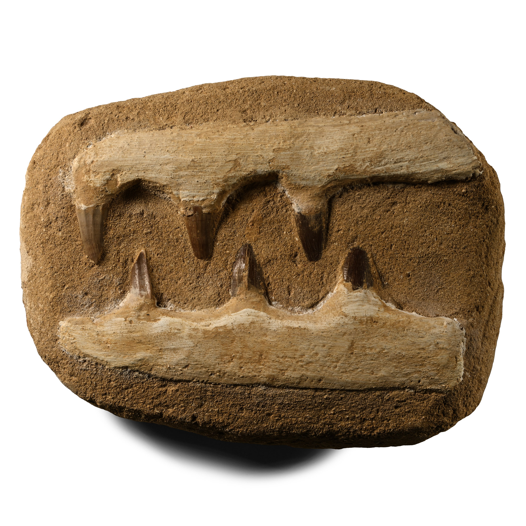 Mosasaur 'Marine Dinosaur' Fossil Teeth in Composite Matrix