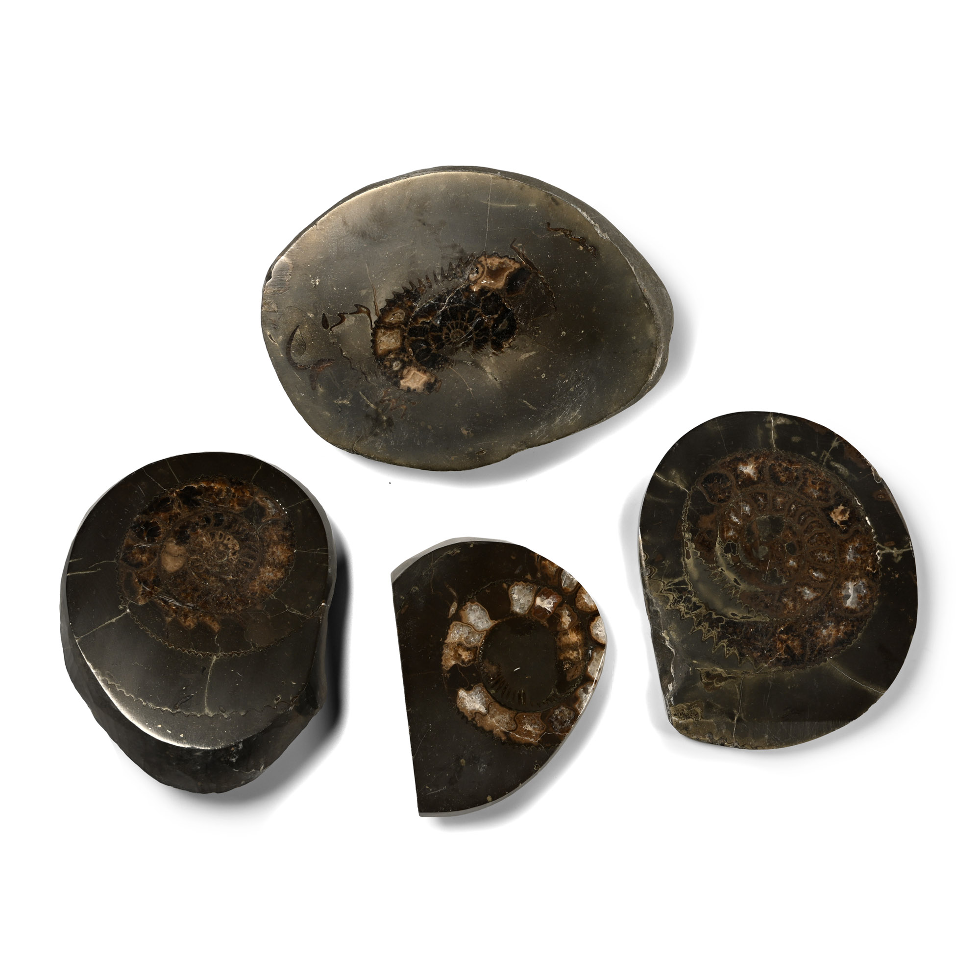 Whitby Dac Fossil Ammonite Group