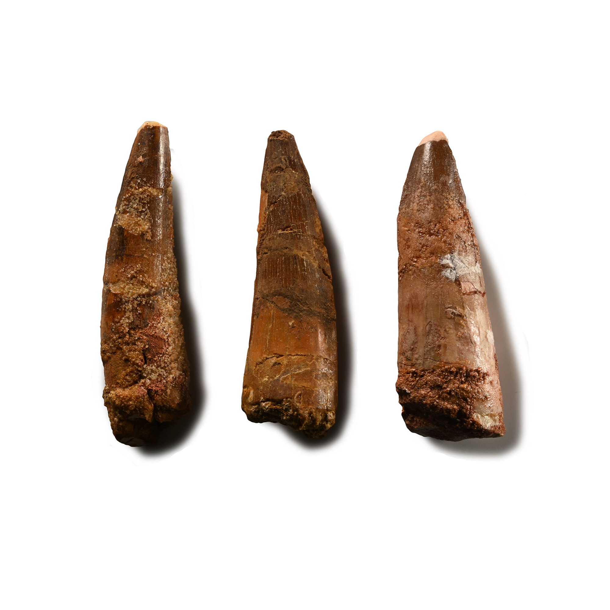 Spinosaurus Fossil Dinosaur Tooth Group