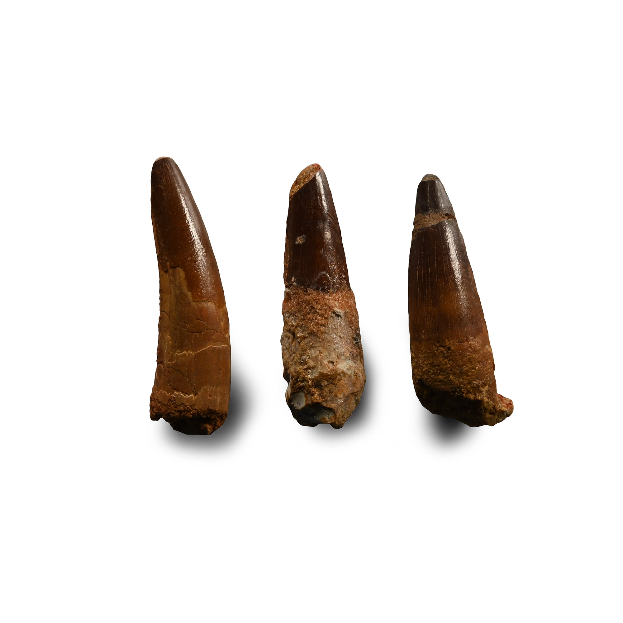 Spinosaurus Fossil Dinosaur Tooth Group