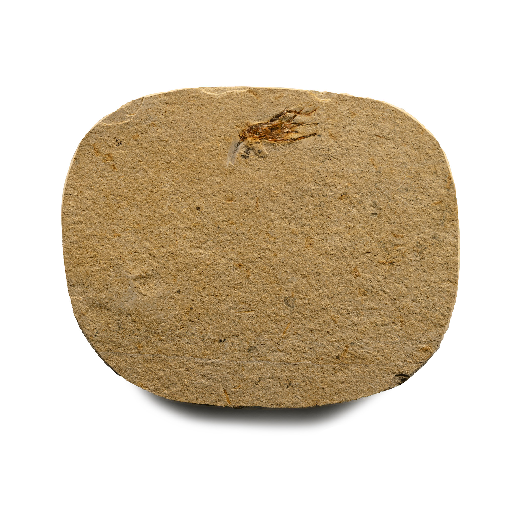 Fossil Grasshopper in Matrix